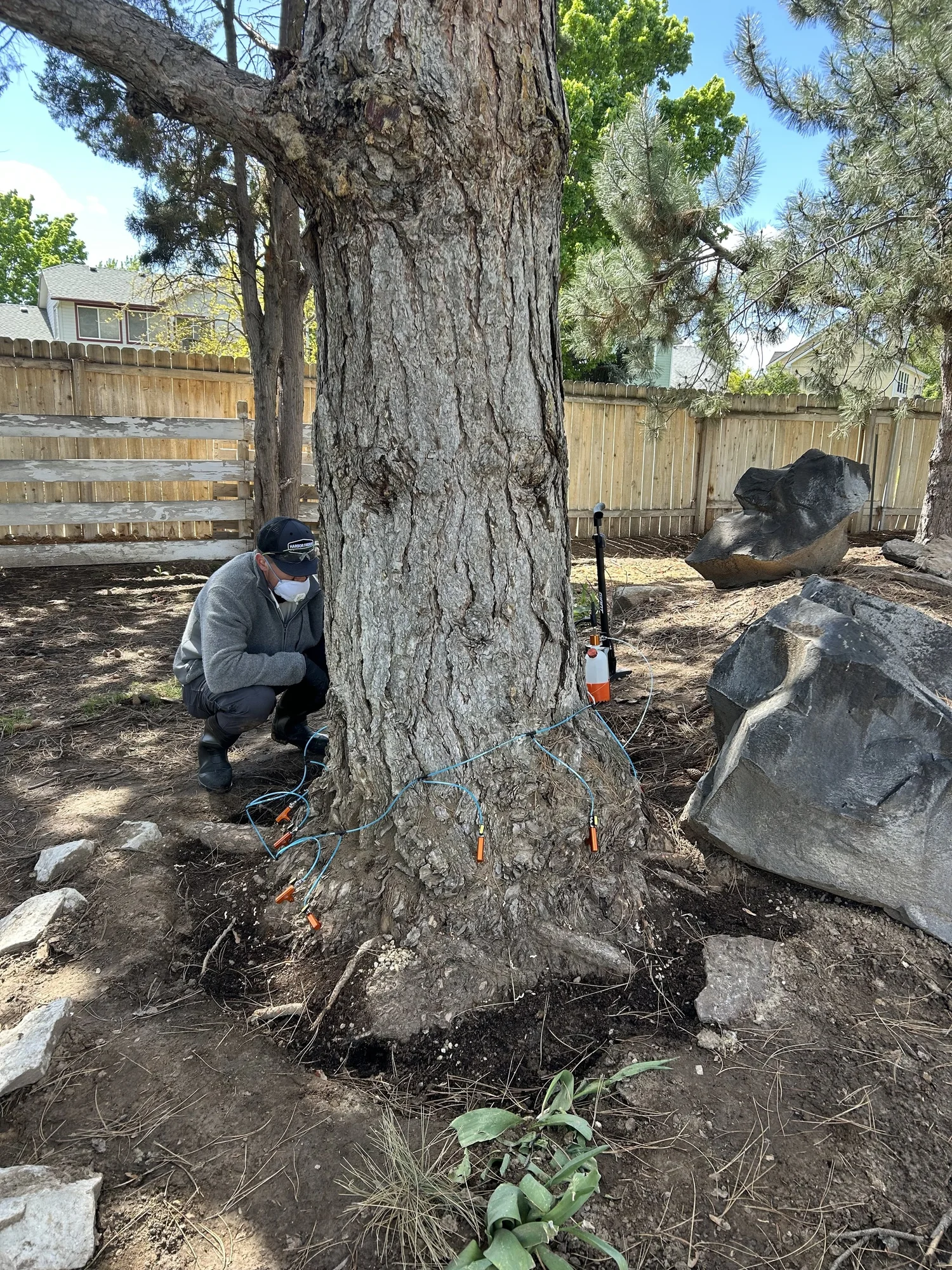 Tree health assessment performed by Treeline Plant Health in Treasure Valley, Idaho