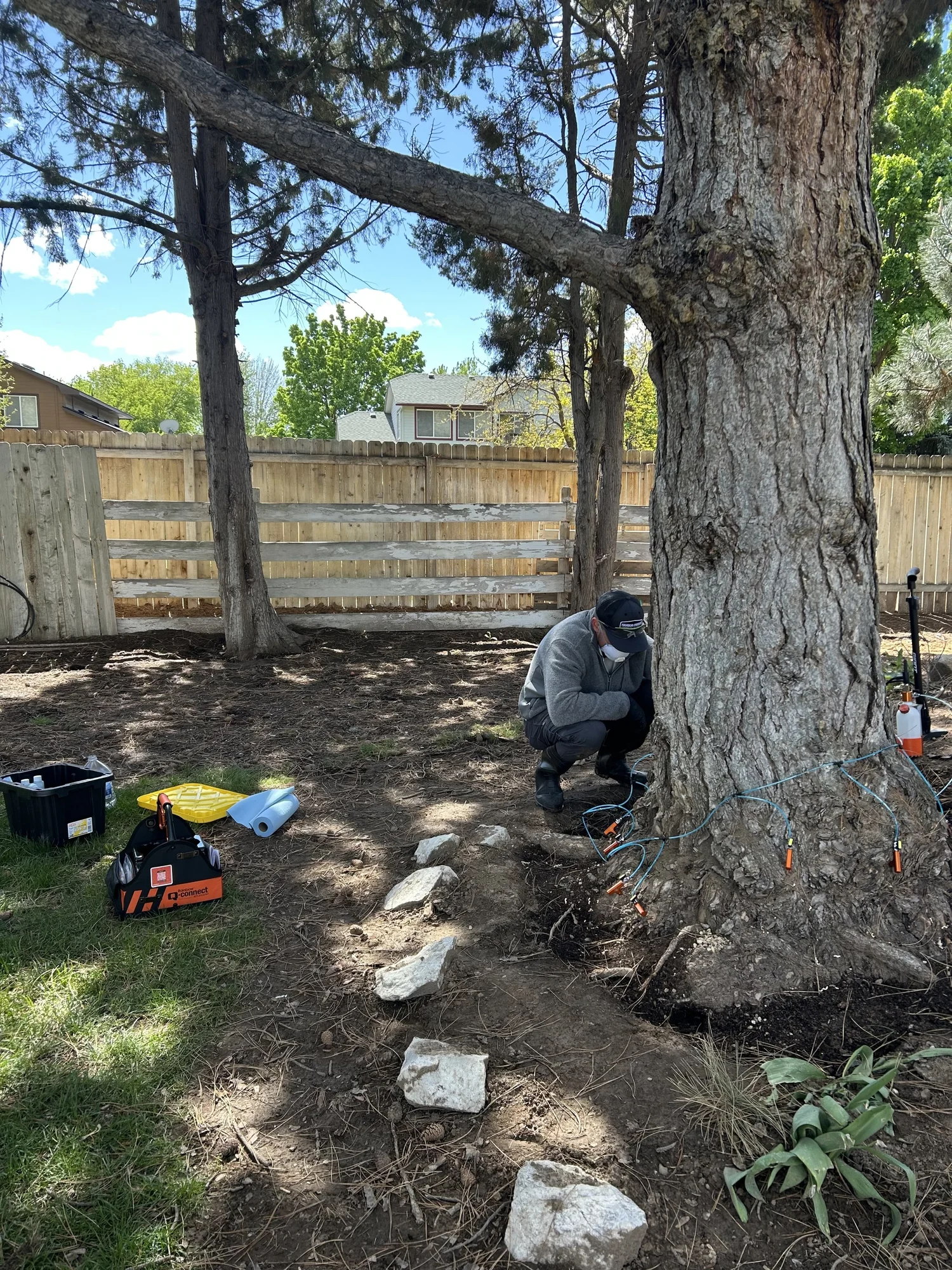 Treeline Plant Health evaluating root and soil conditions for a Treasure Valley tree