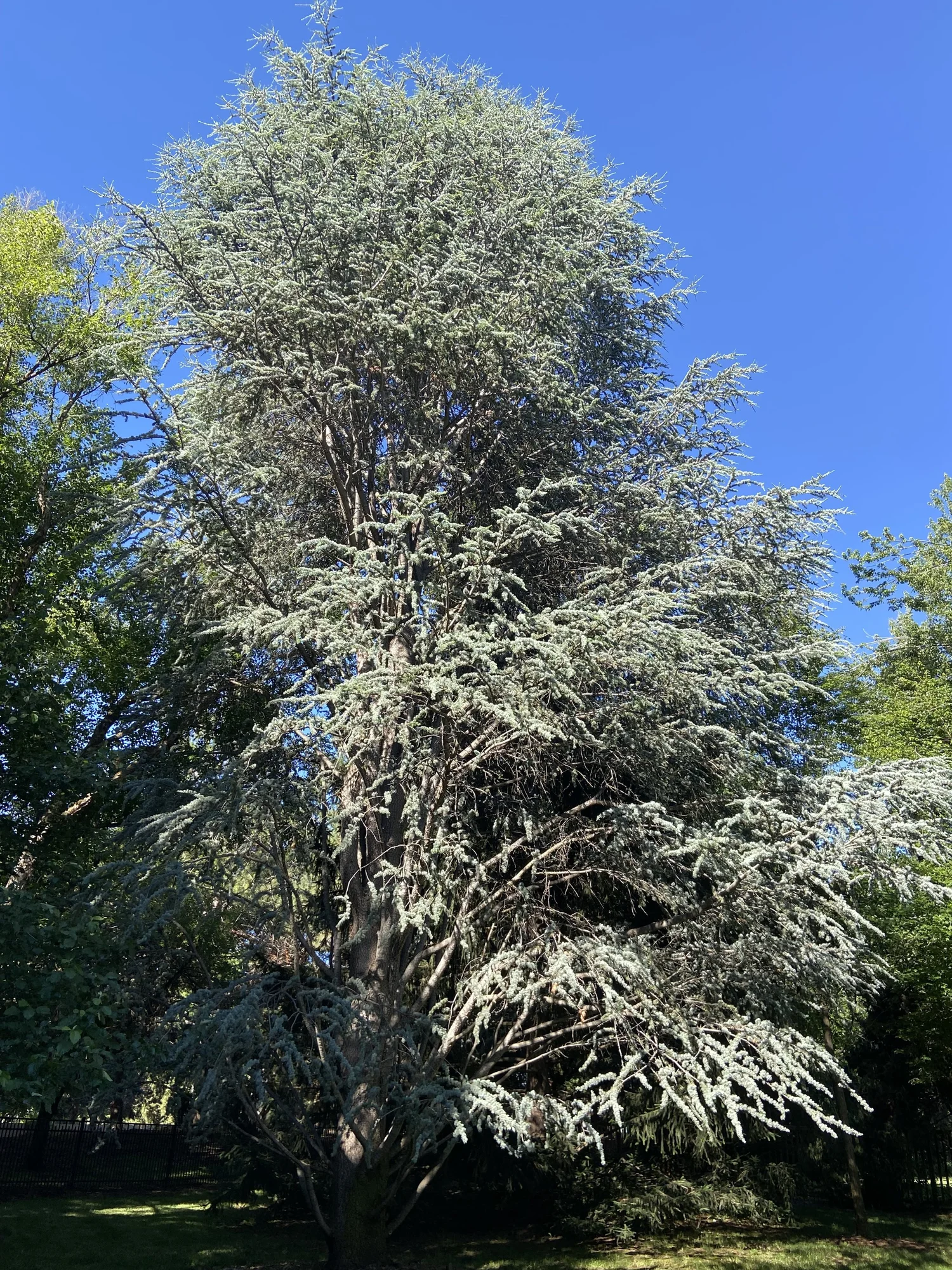 Healthy trees and shrubs maintained by Treeline Plant Health in Treasure Valley, Idaho