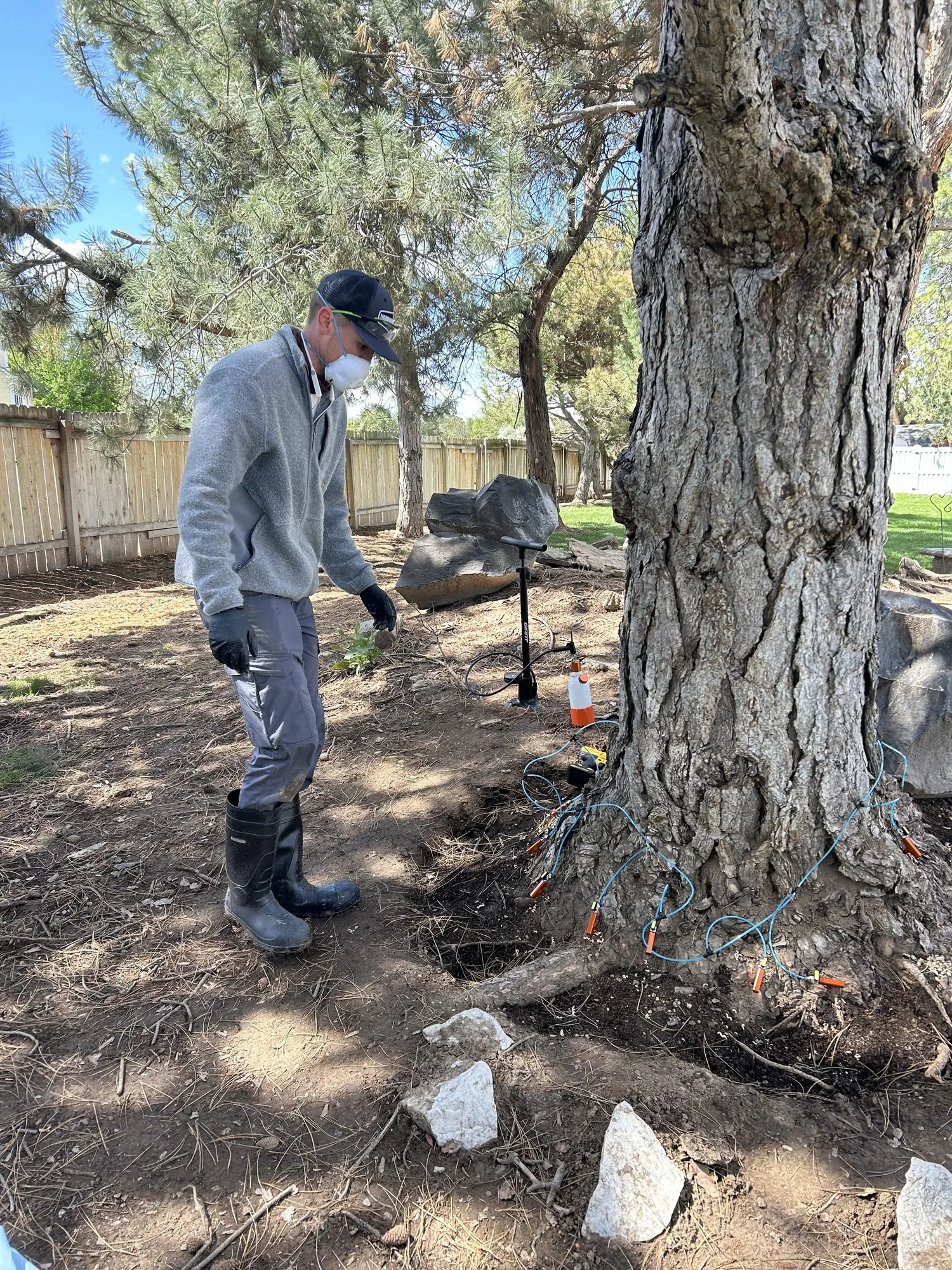 Treeline Plant Health inspecting tree disease or pest symptoms in Treasure Valley, Idaho