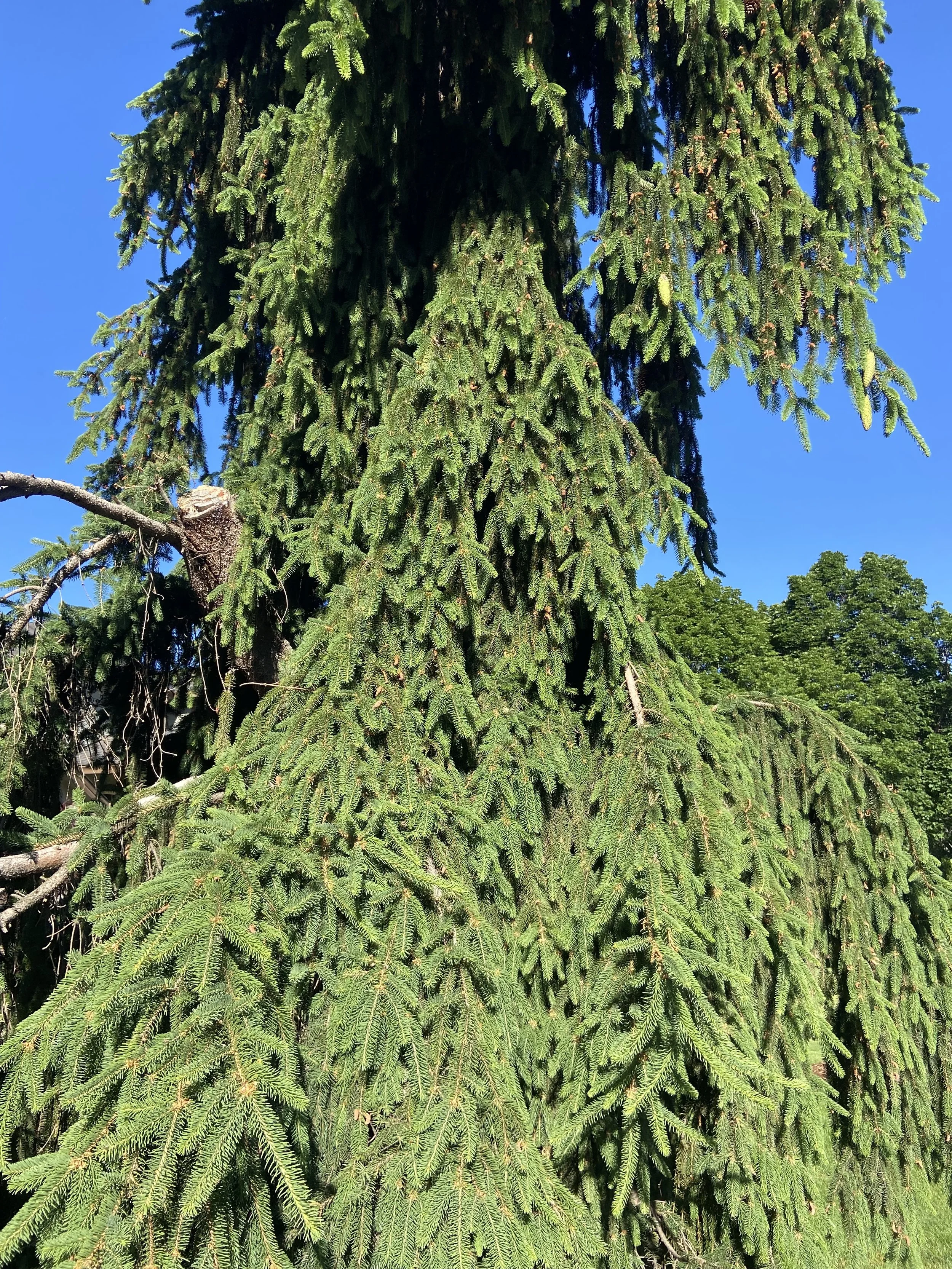 Close-up view of a large evergreen tree with lush green branches and needles against a bright blue sky, with other trees visible in the background.