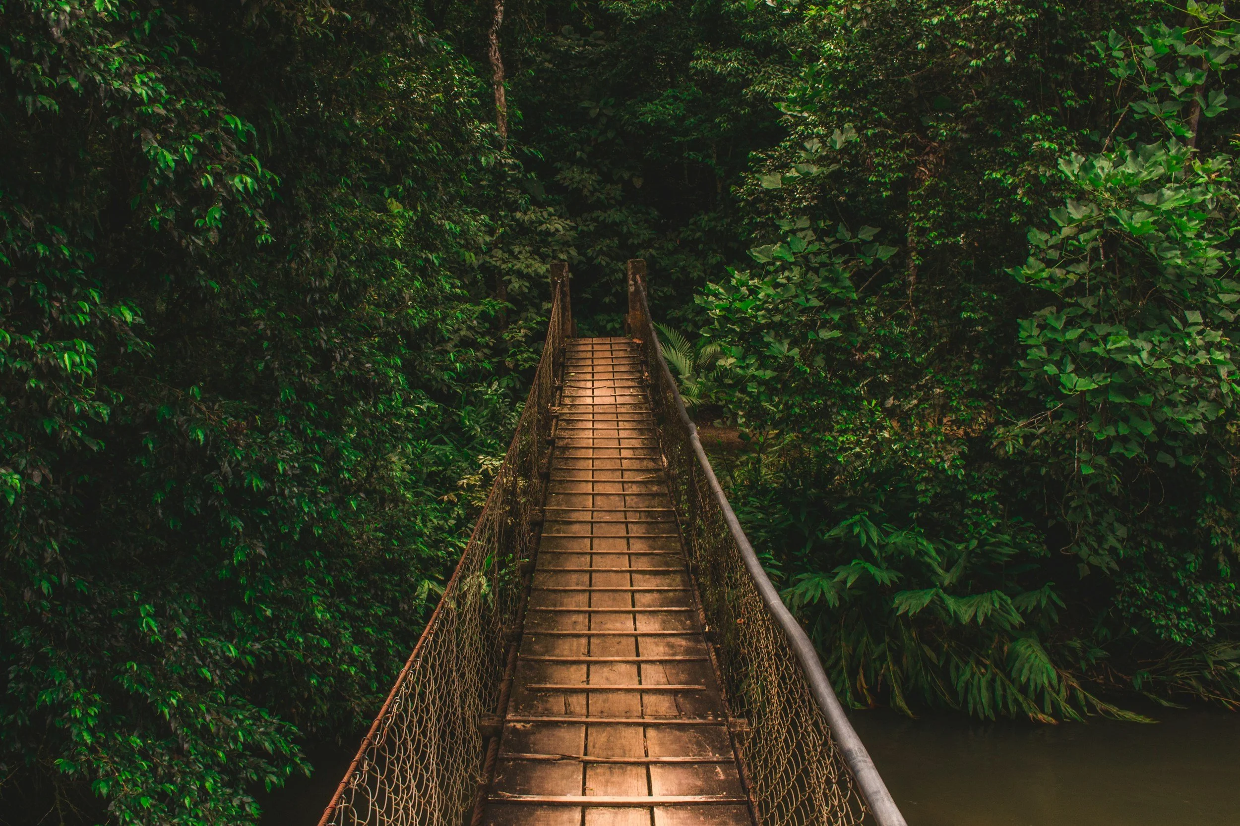 A suspension bridge crossing through a lush, green tropical forest with dense foliage. Whether going into the depths or coming out of them your path hold you.