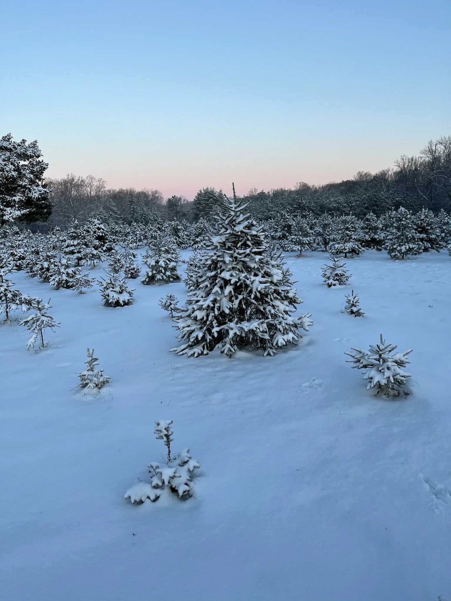 Nuckols Tree Farm Virginia