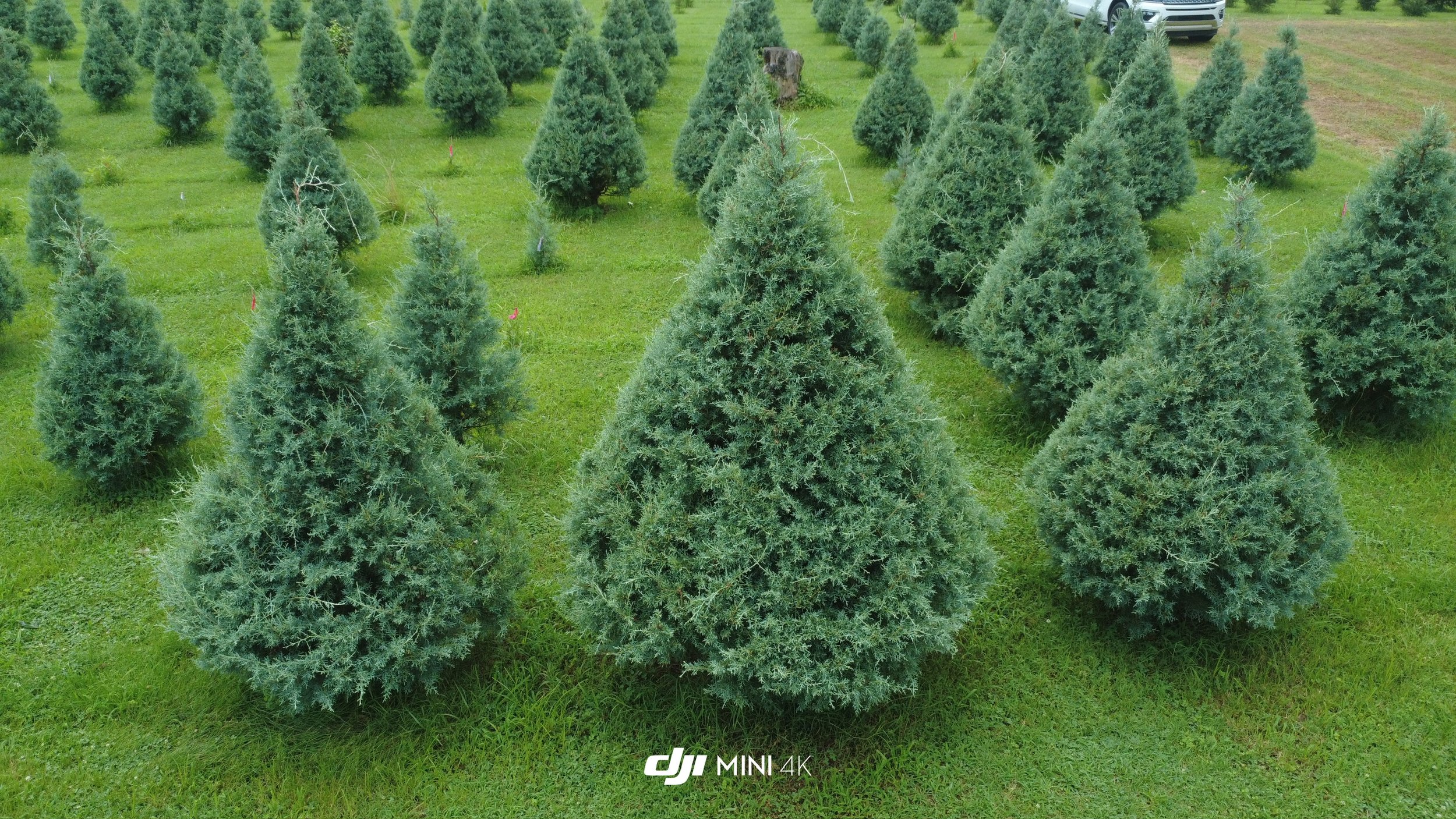 Nuckols Tree Farm Virginia
