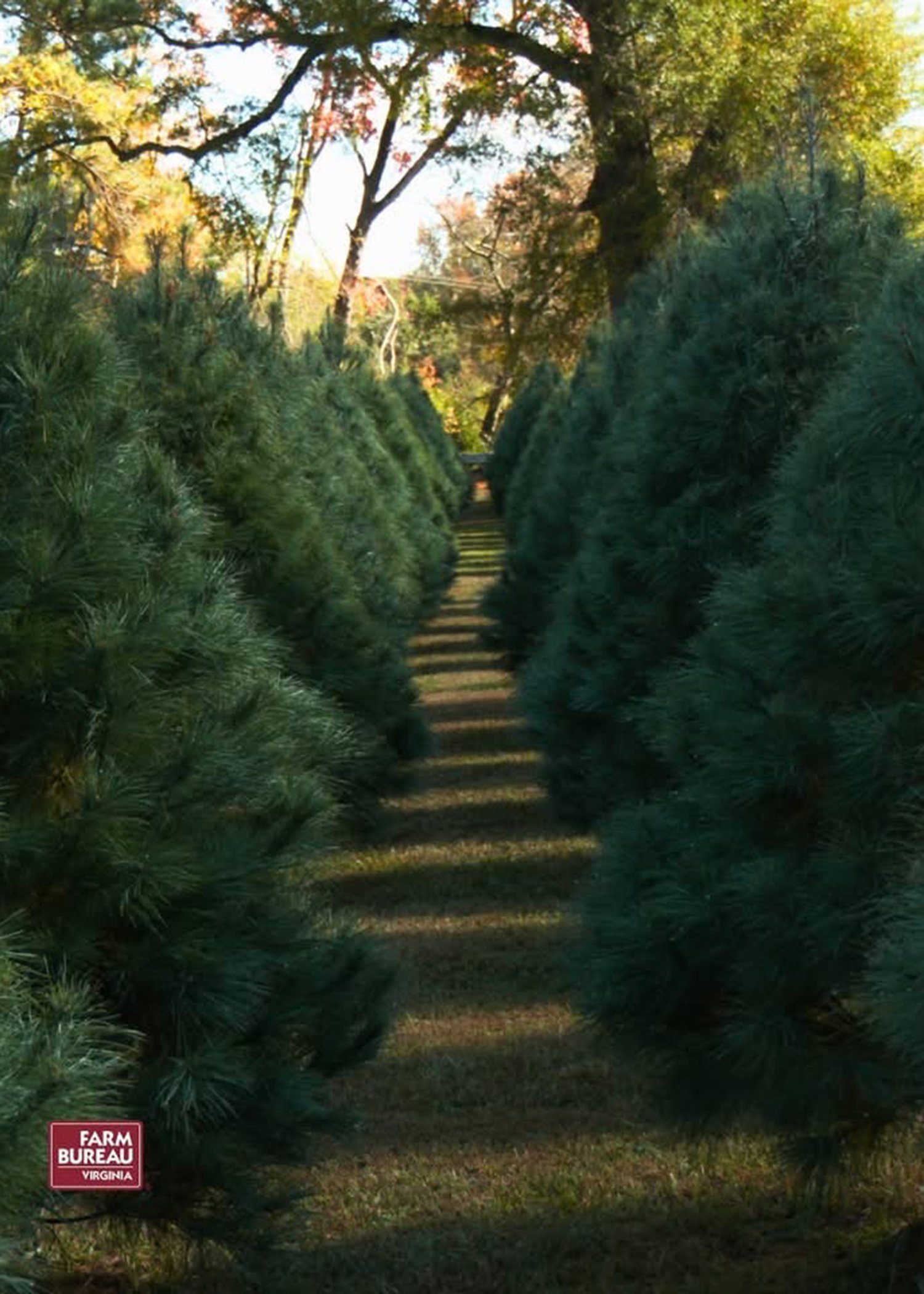 Nuckols Tree Farm Virginia