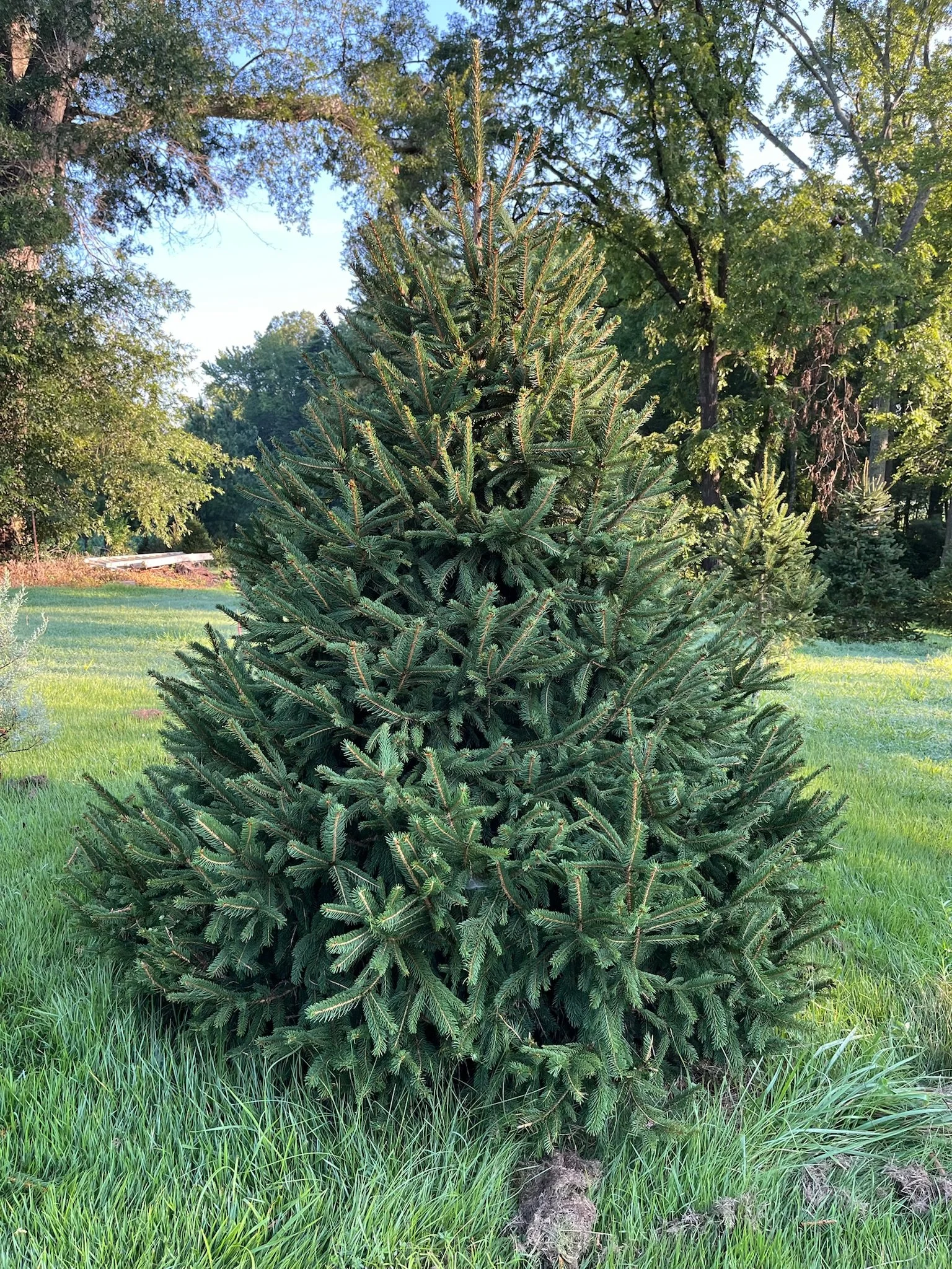 Norway Spruce