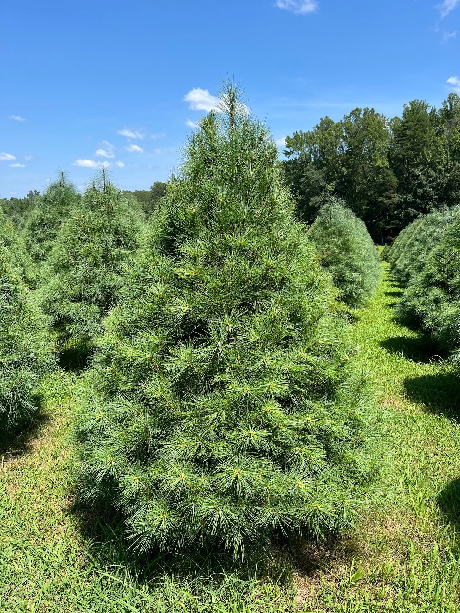 White Pine Christmas Tree