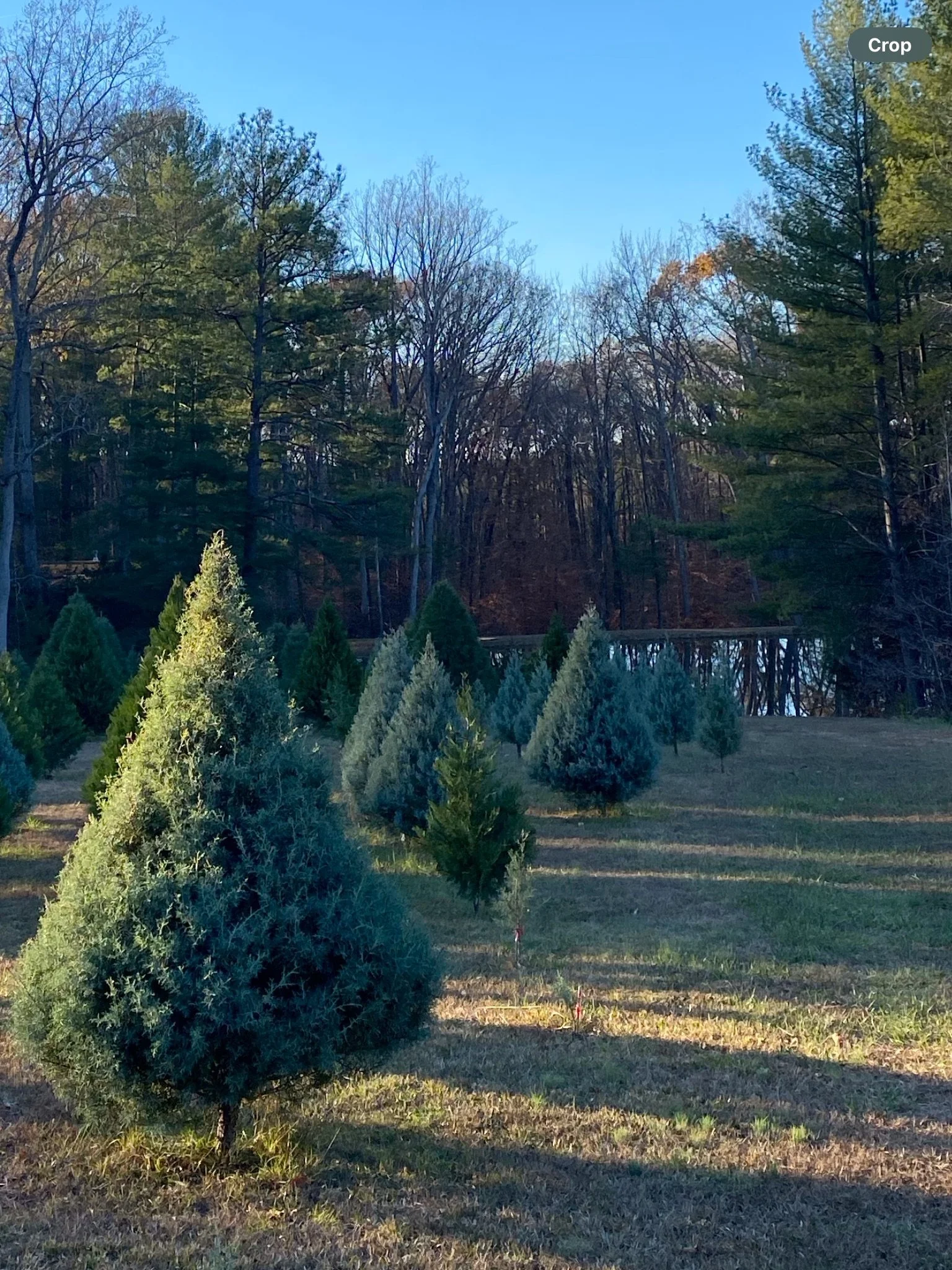 Nuckols Tree Farm Virginia