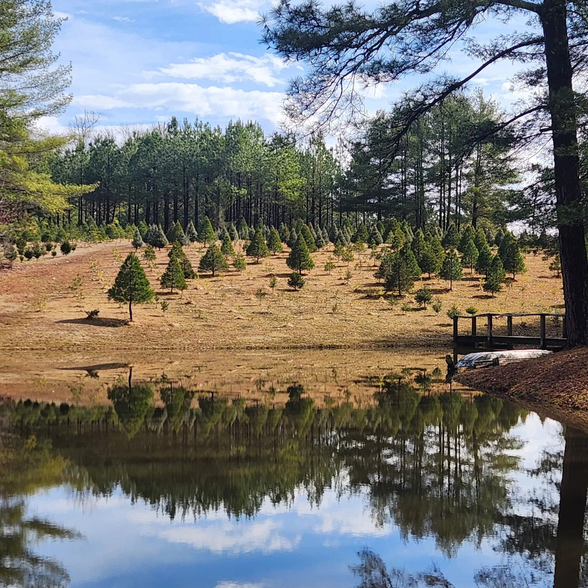 Nuckols Tree Farm Virginia
