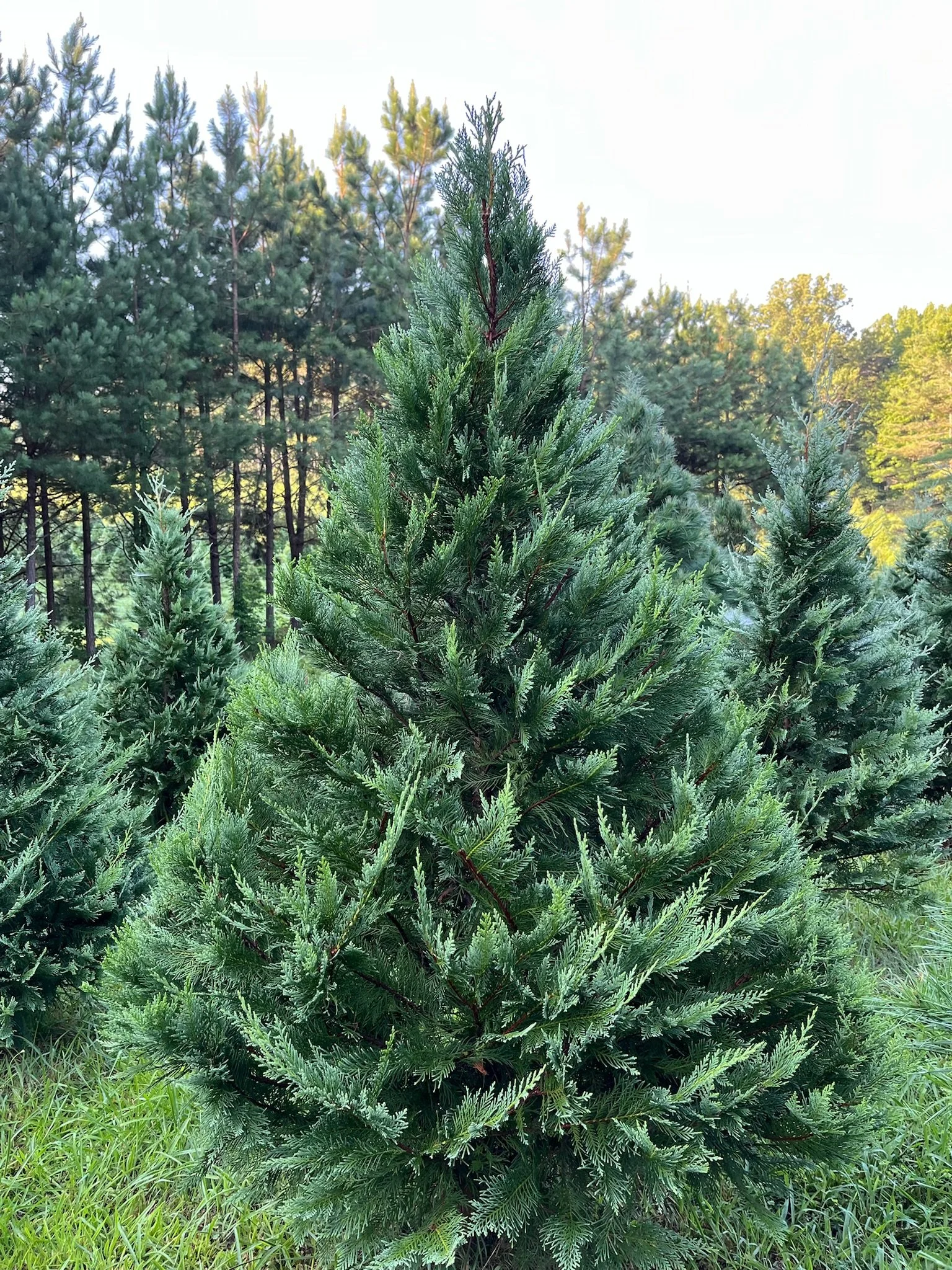 Murray Cypress