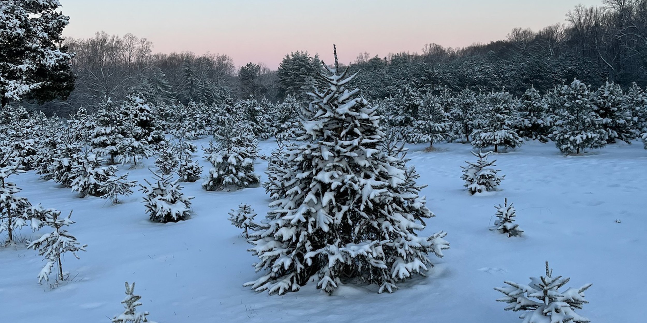 Nuckols Tree Farm Virginia