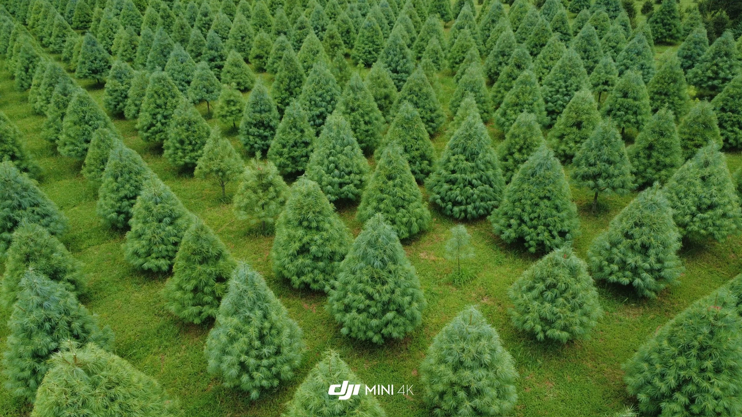 Nuckols Tree Farm Virginia