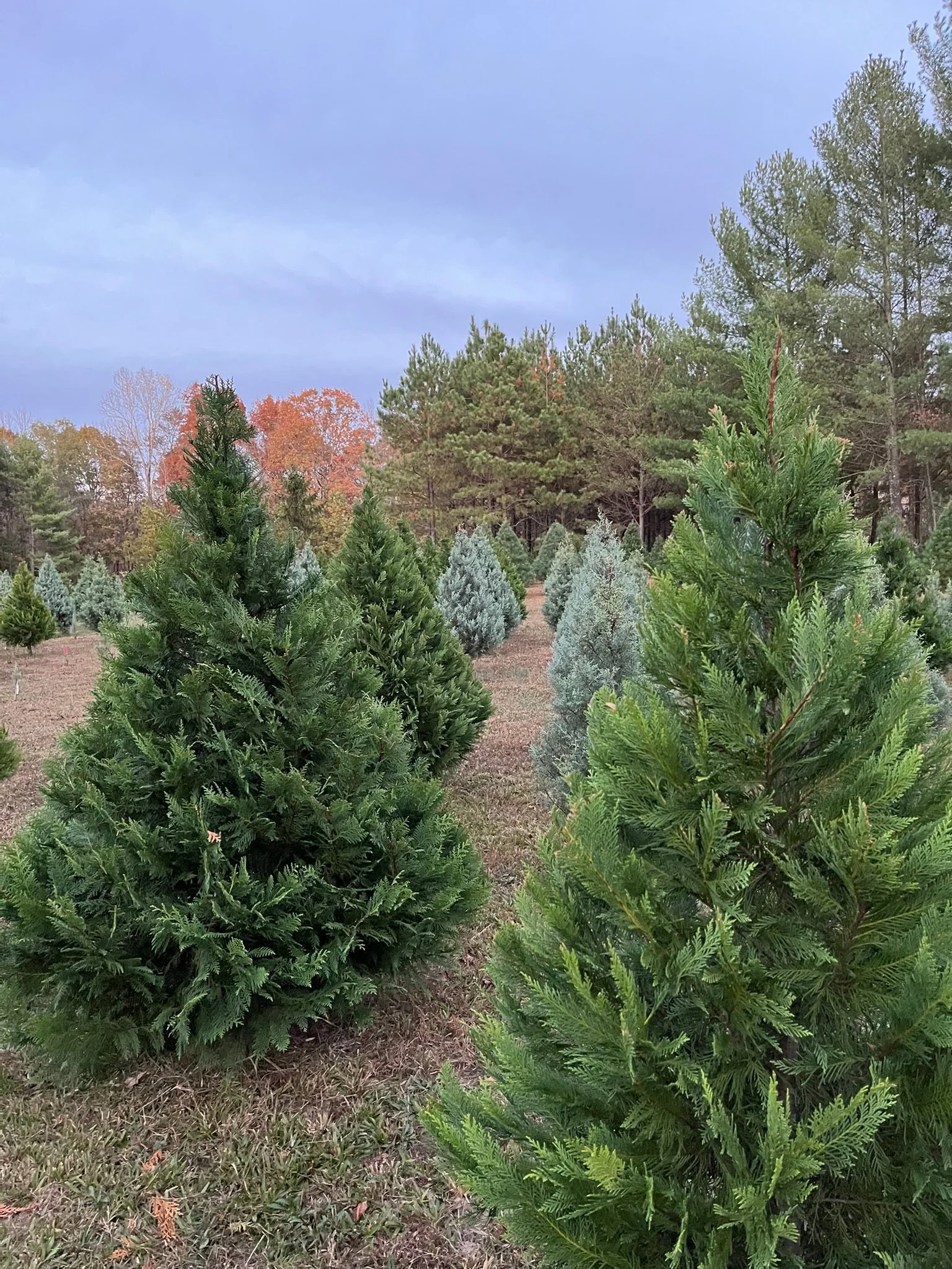 Nuckols Tree Farm Virginia