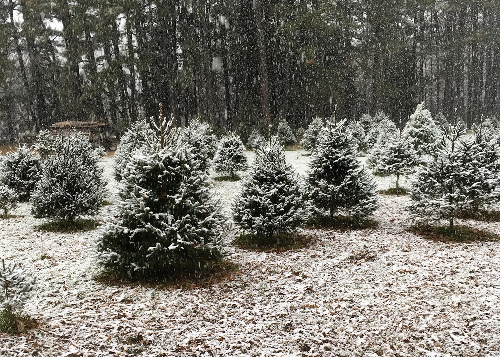 Nuckols Tree Farm Virginia