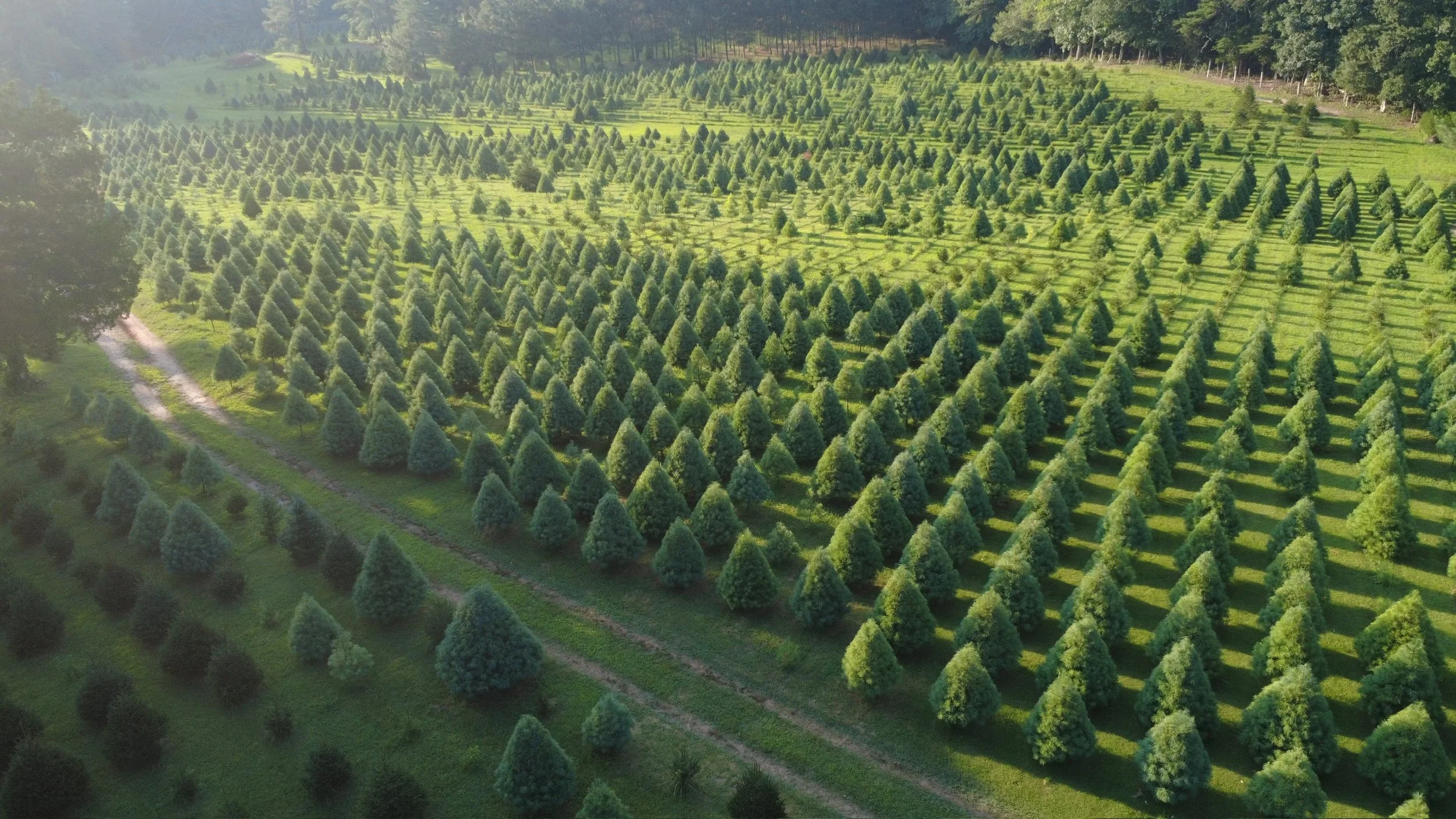 Nuckols Tree Farm Virginia
