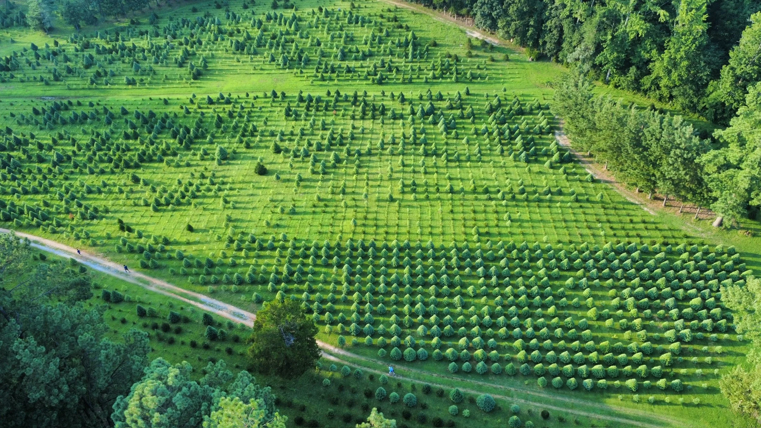 Nuckols Tree Farm Virginia