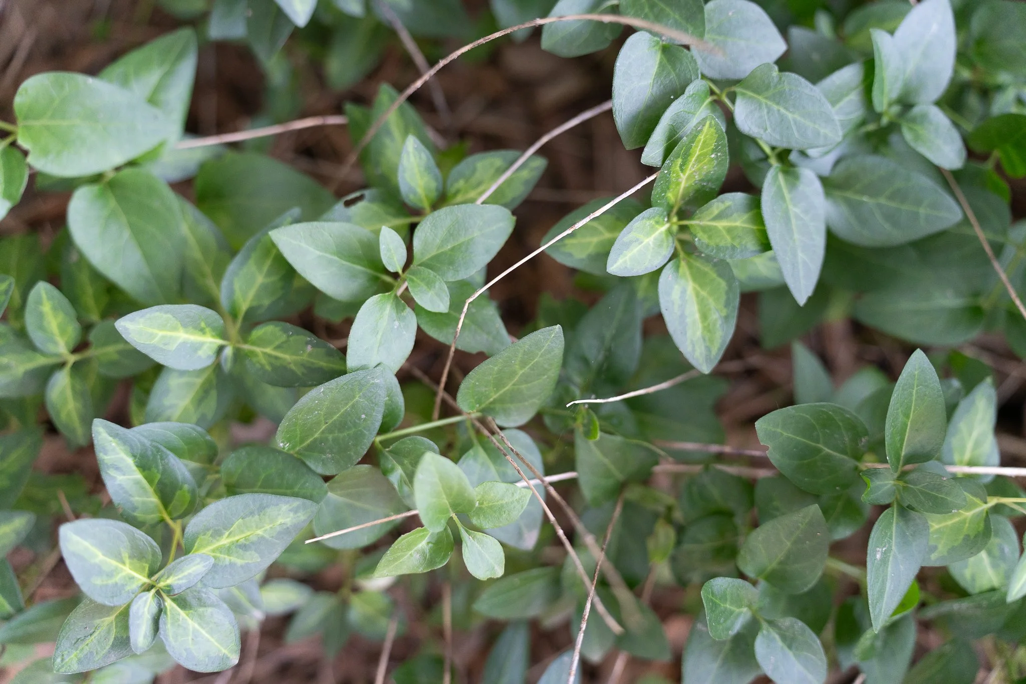 Close-up of green leafy plant with small oval-shaped leaves with some variegation, set in soil.