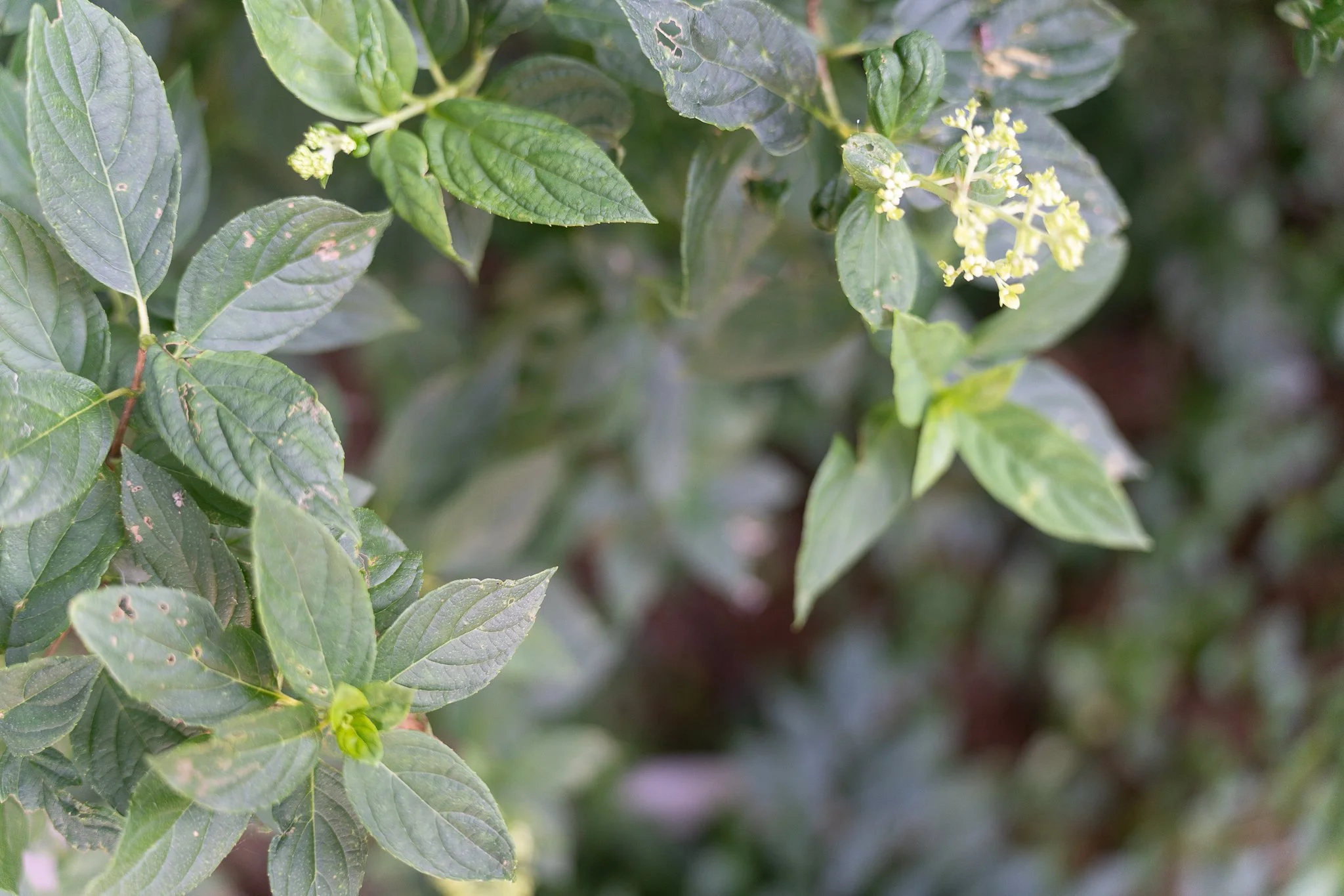 Close-up of green plant leaves with some small buds and yellowish flowers at the tips.