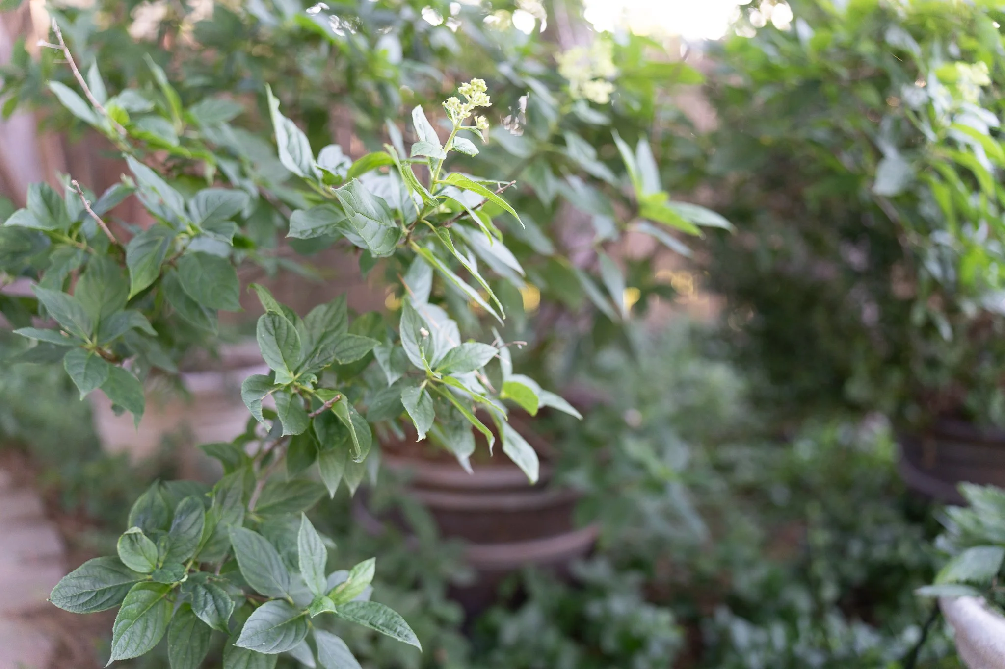 Close-up of green basil leaves on a plant in a garden.