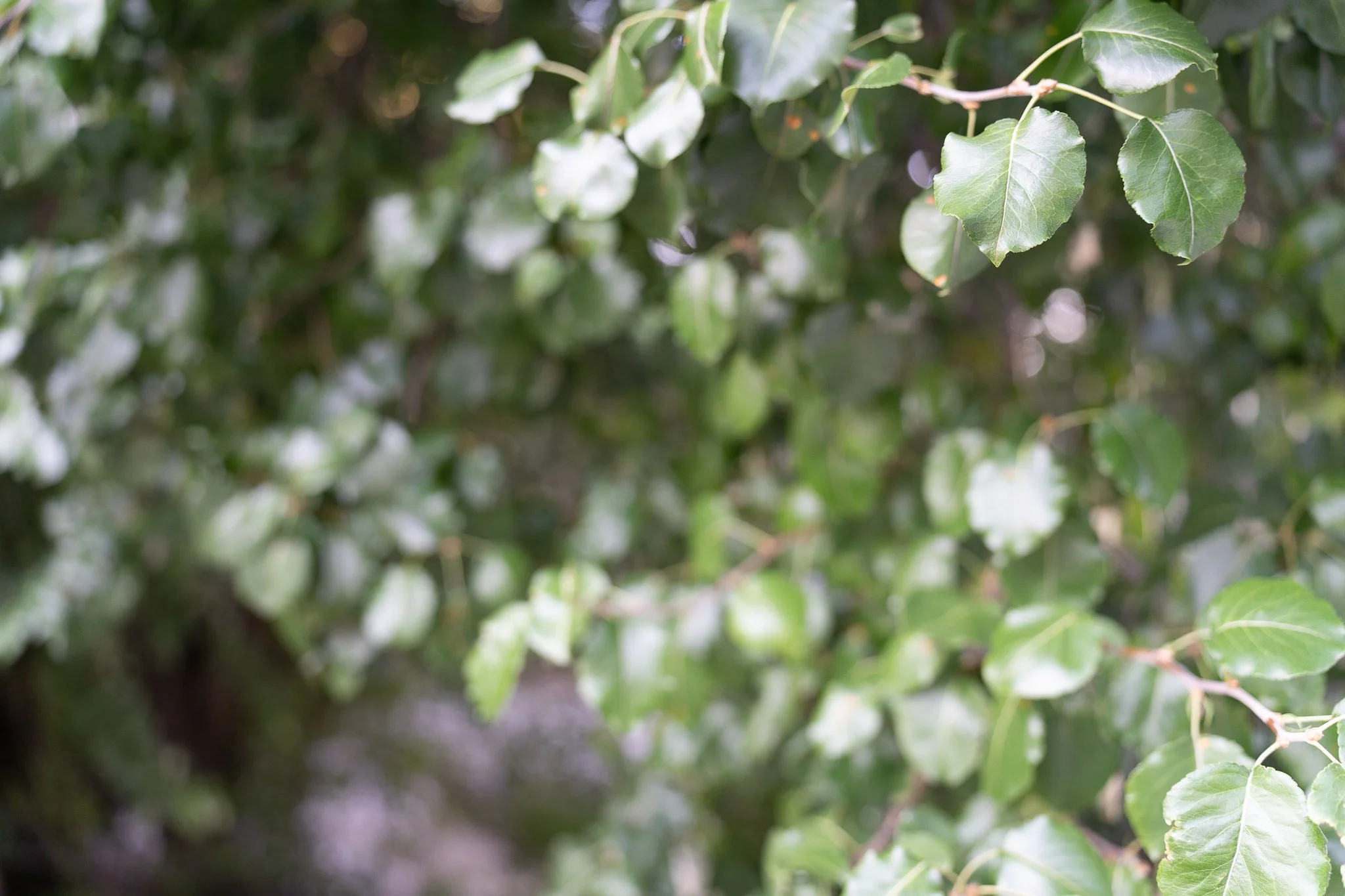 Close-up of green leaves on a bush or tree