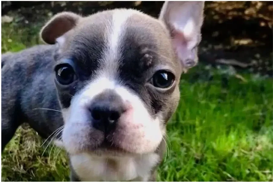 Meet Cocoa Bean, Our New Puppy!