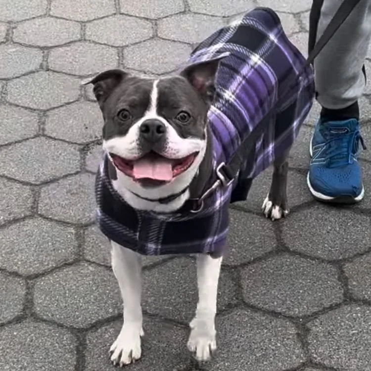 Small dog standing outside wearing a purple and black plaid coat.