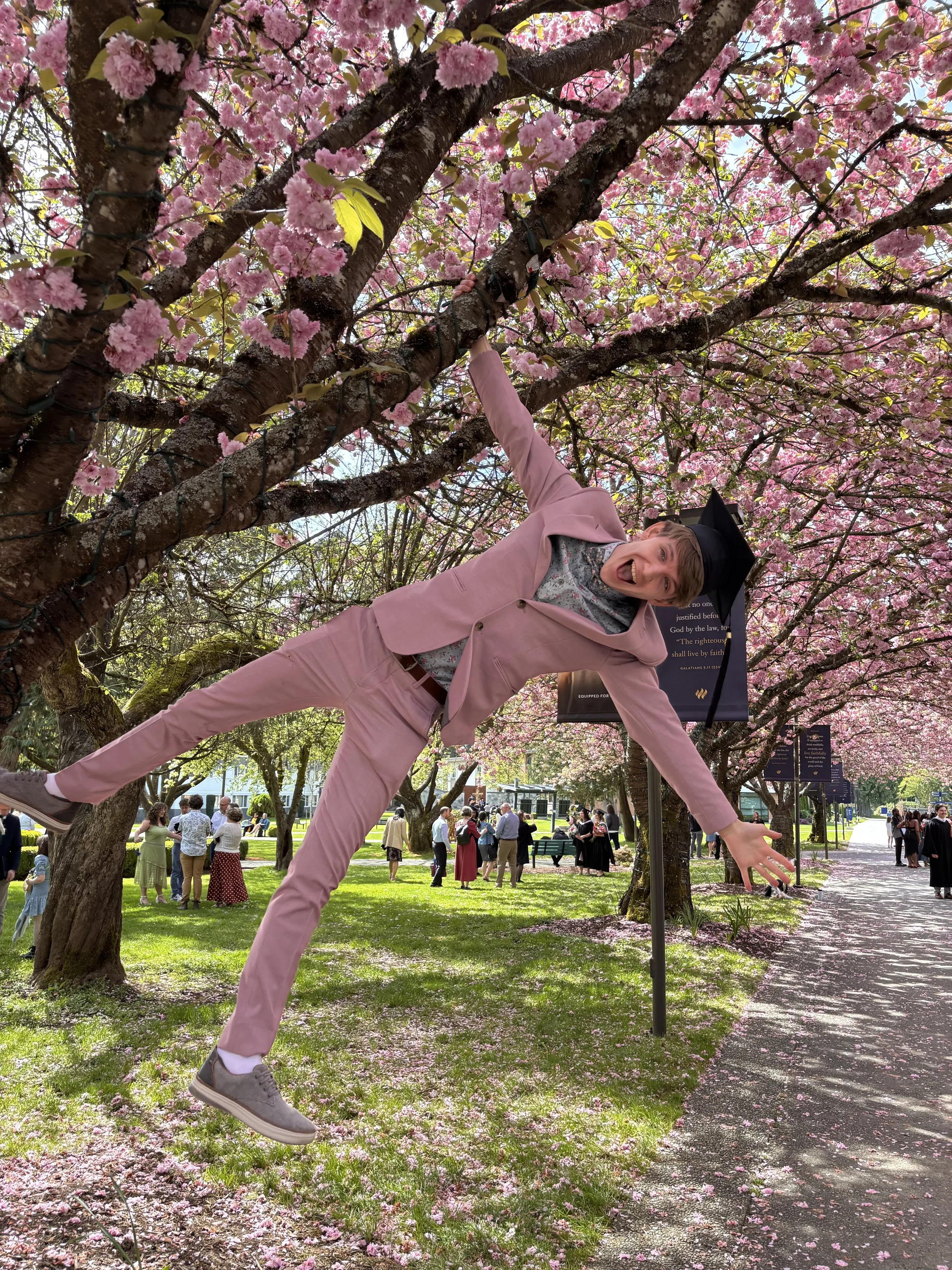 A photo of a student hanging from a cherry tree in full blossom at Trinity Western University