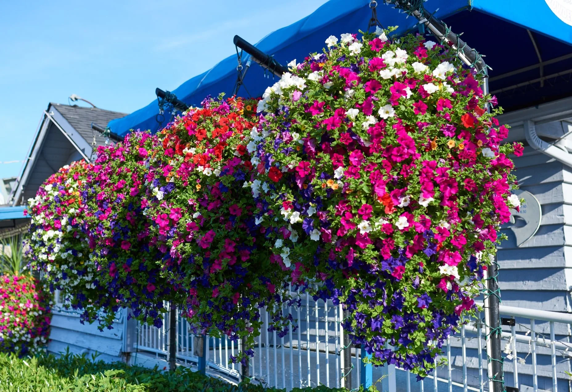Colorful hanging flower baskets with pink, white, red, purple, and yellow blooms hanging outside a house with blue siding and a blue canopy over a porch.