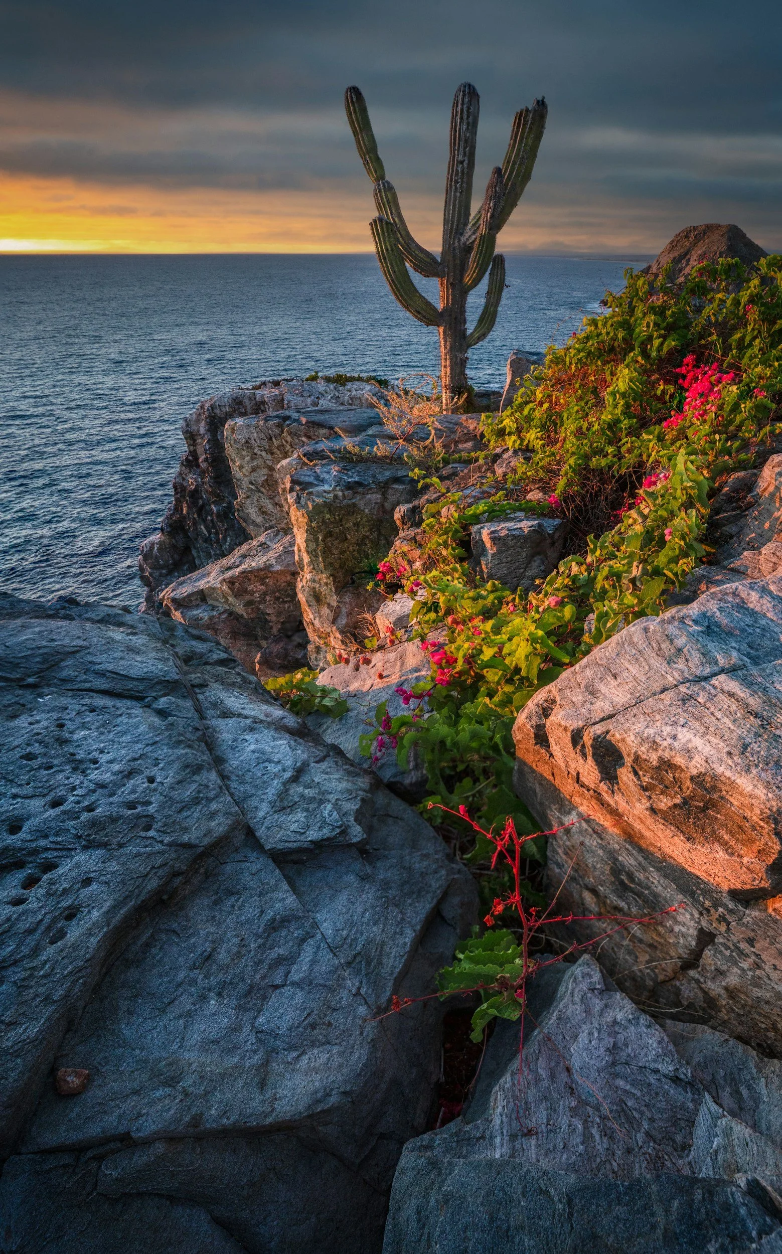 A rugged rocky cliff with a tall cactus and green and pink flowering plants, overlooking the ocean at sunset with dark clouds in the sky.
