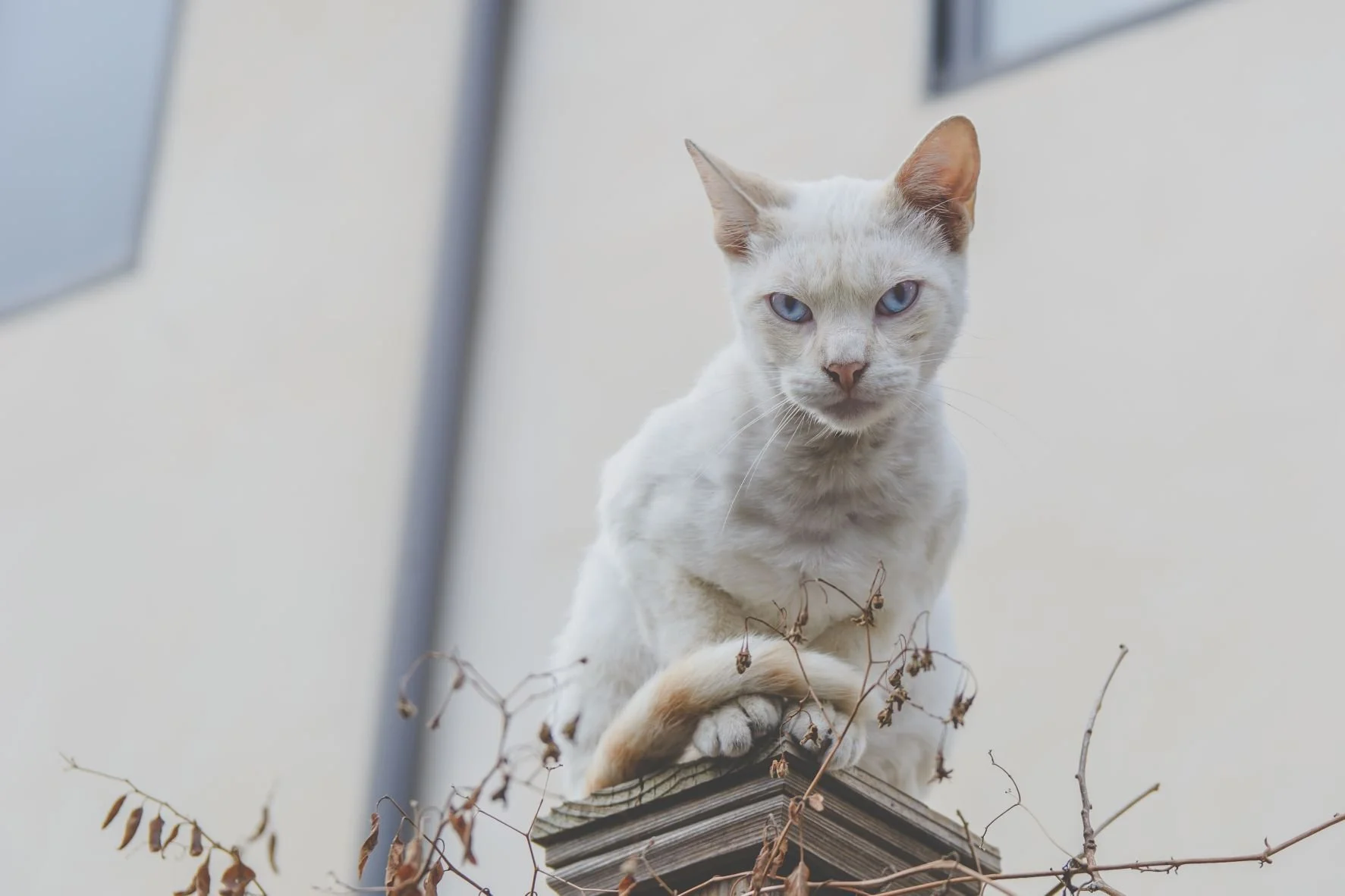Haughty Eyes