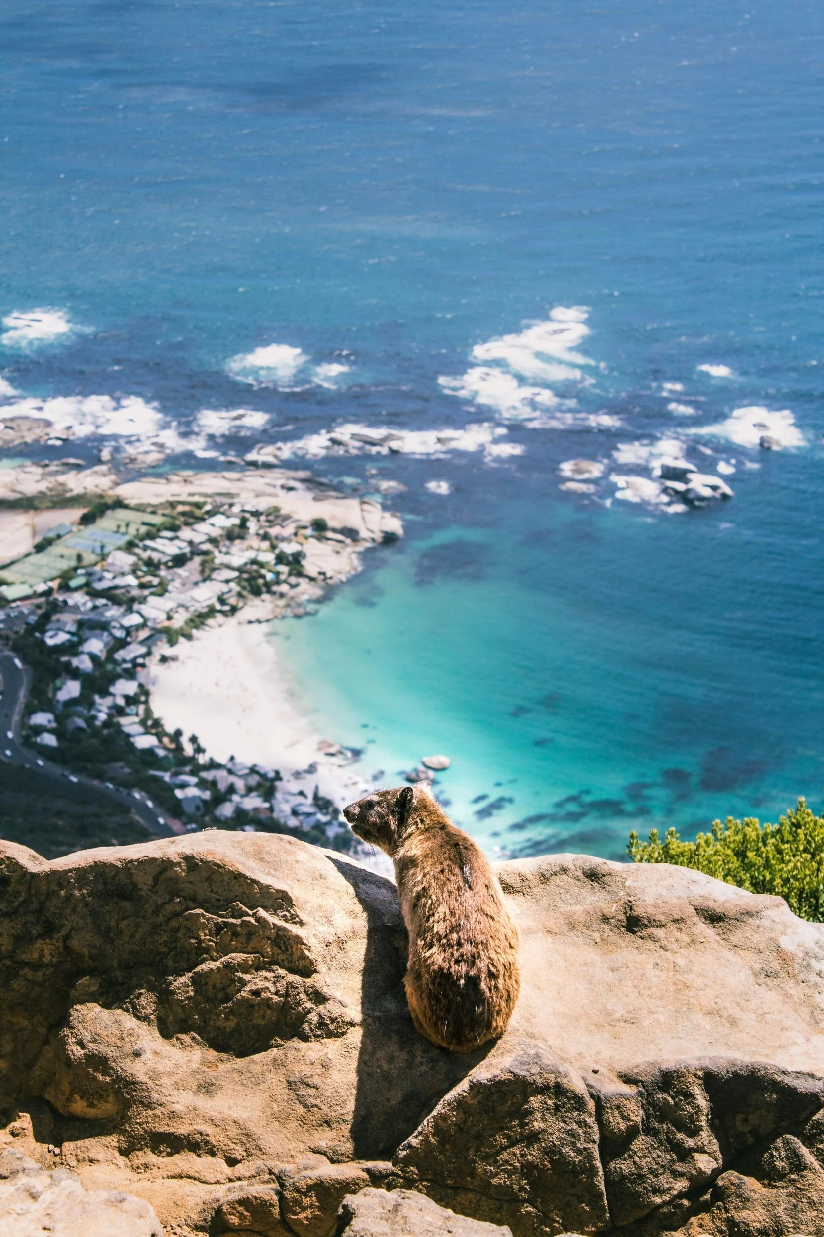Lessons from the Animal Kingdom