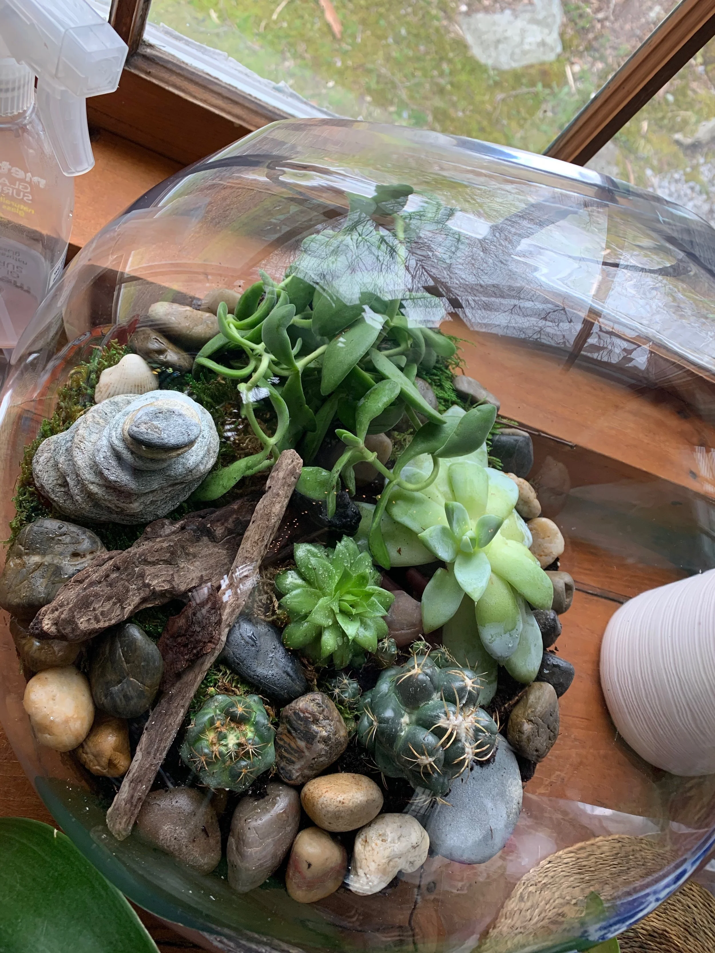 A glass terrarium with succulents, rocks, and a seashell, reflecting a window and trees outside.