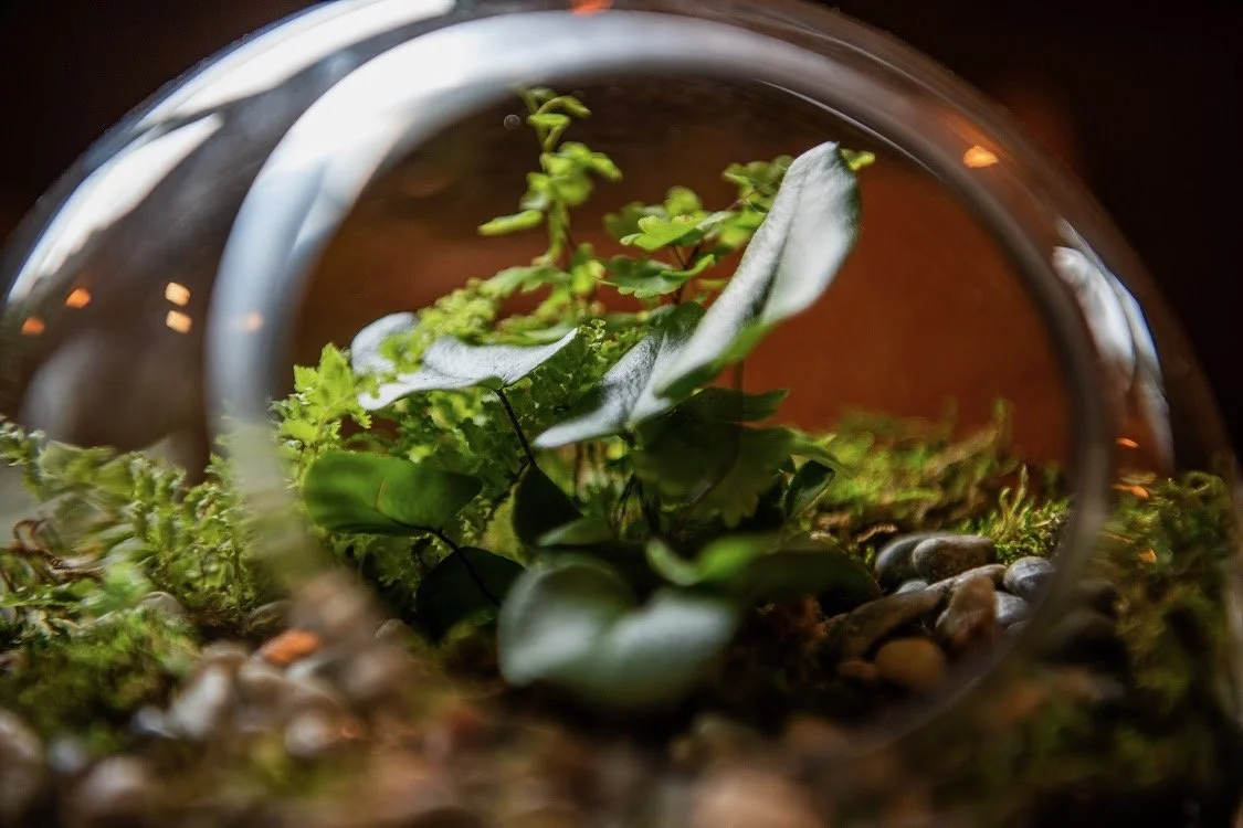 Green houseplant inside glass container with moss and small stones.