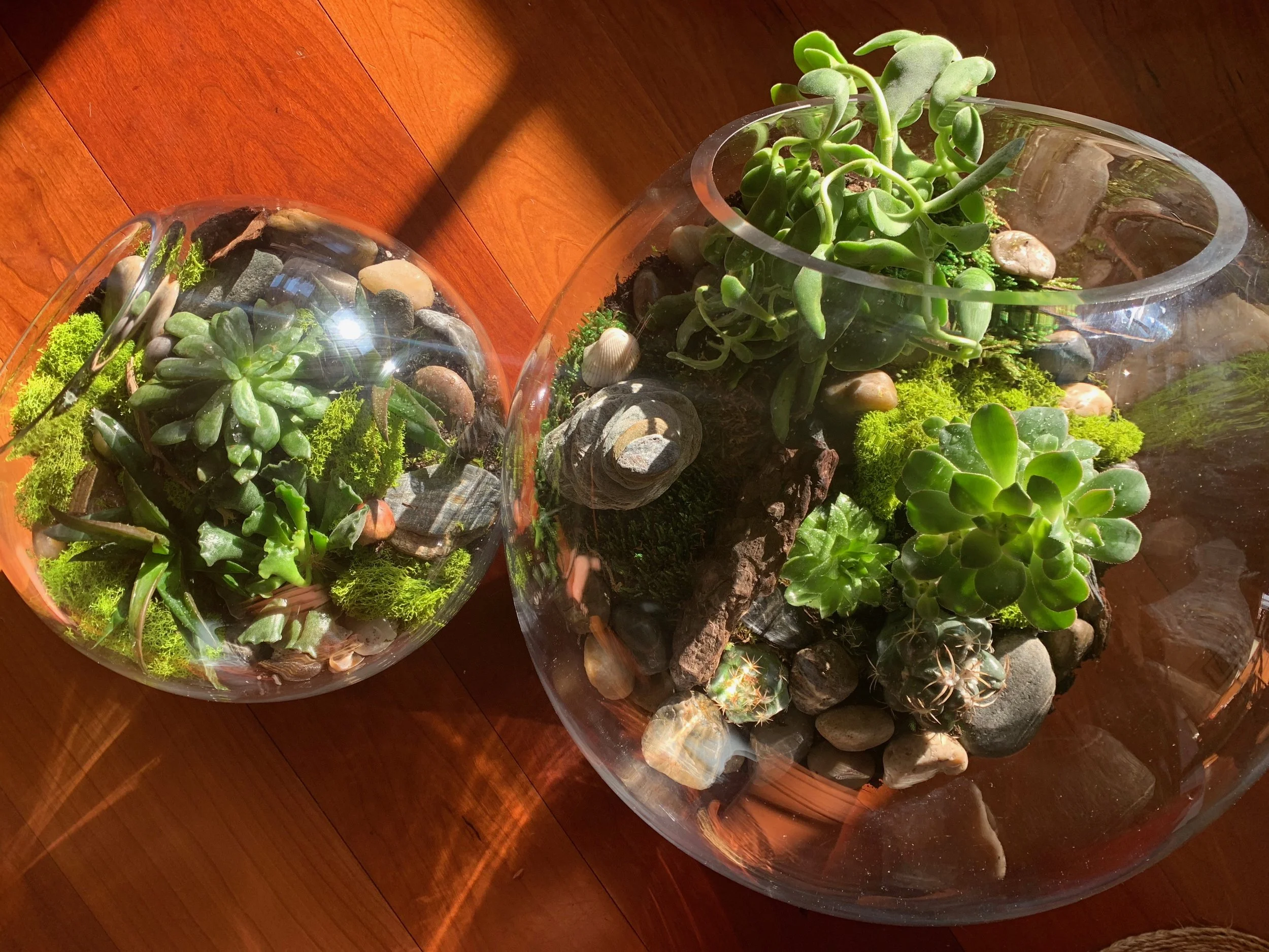 Three glass terrariums with various succulents and rocks on a wooden surface, lit by sunlight.