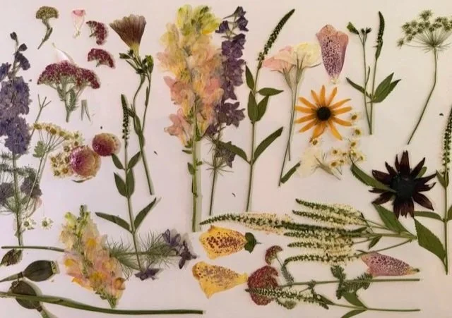 Various pressed flowers and leaves arranged on a white background.