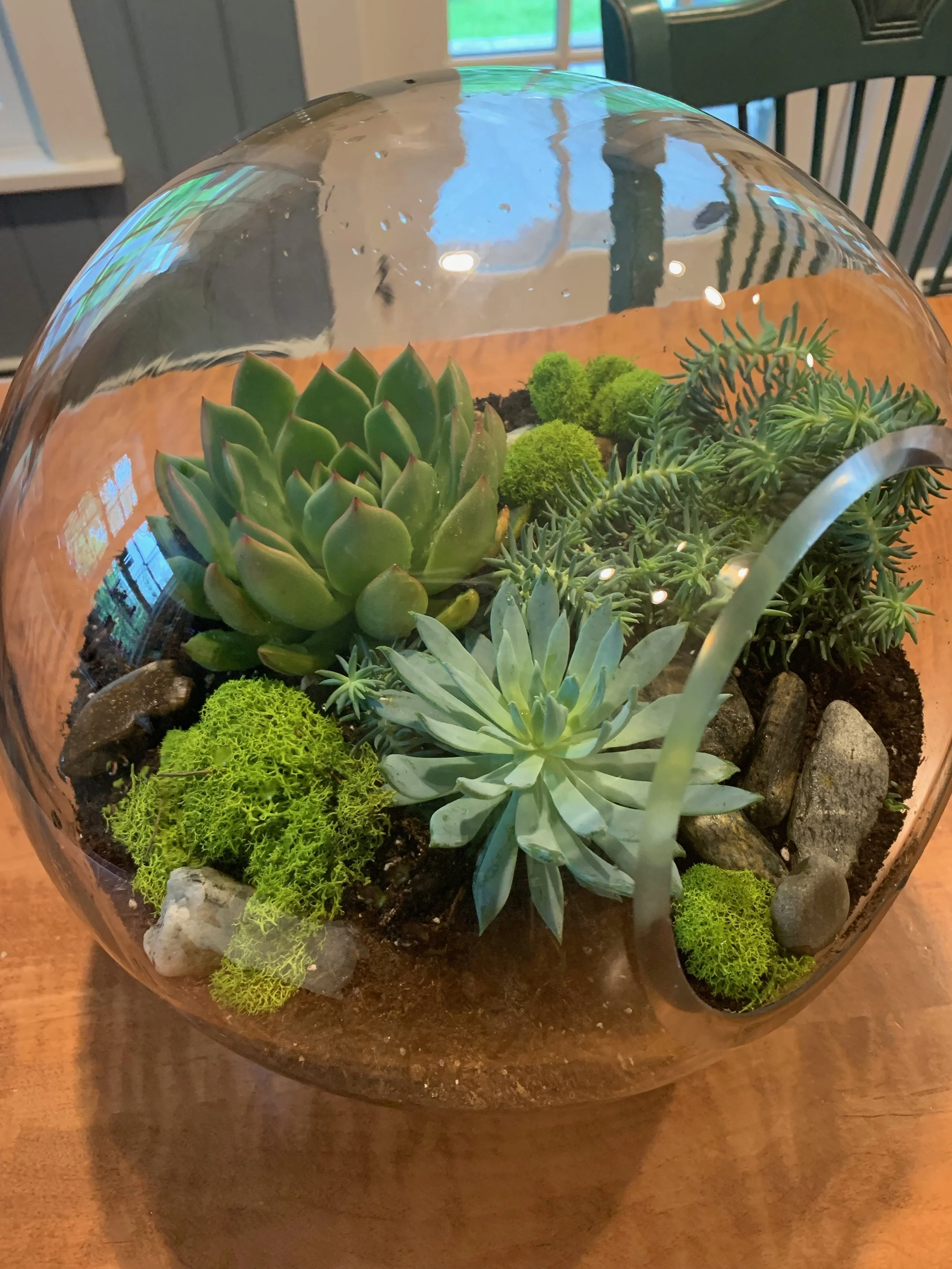 A glass globe terrarium filled with various green succulents and moss, placed on a wooden table.