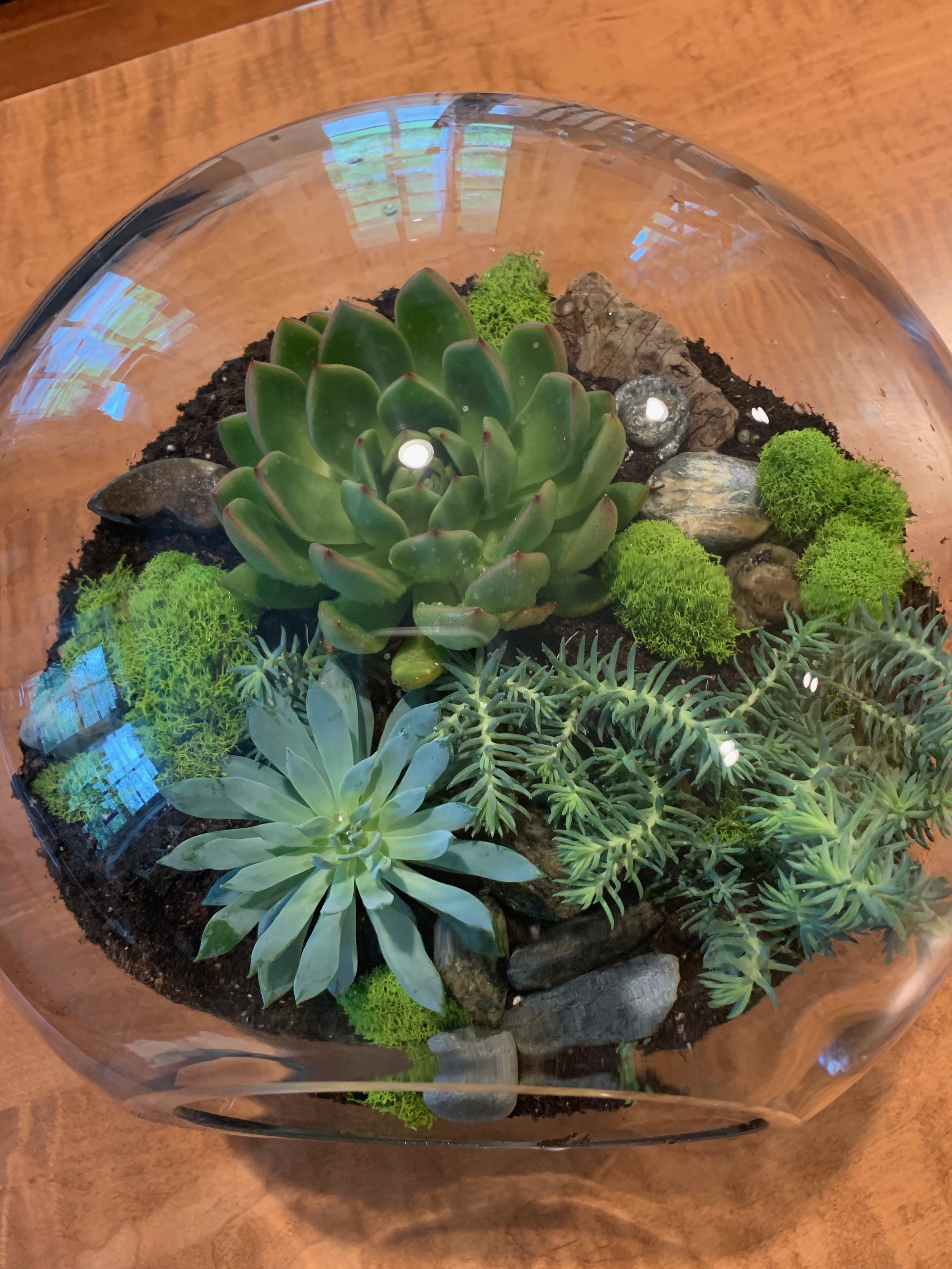 A glass terrarium with various green succulents, moss, rocks, and driftwood arranged inside, placed on a wooden surface.