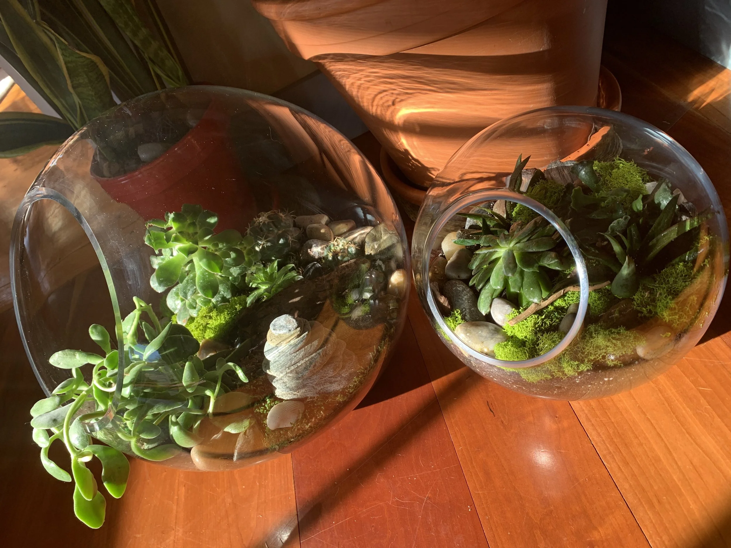 Various succulents in glass planters on a wooden surface.