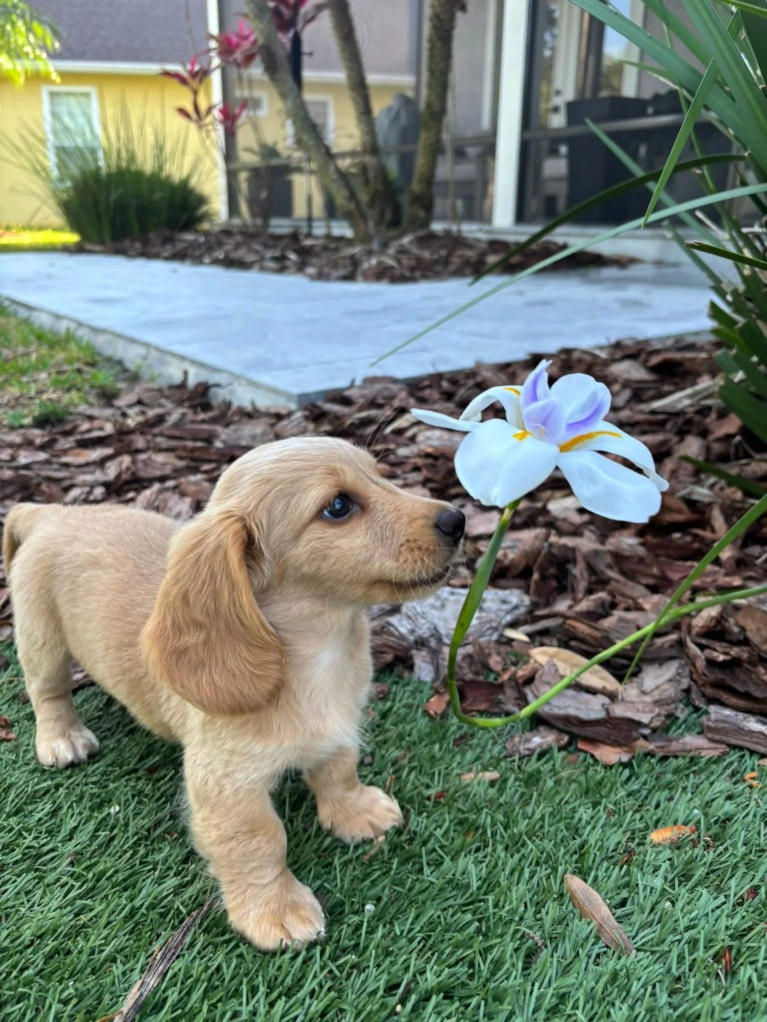 A cute light brown puppy with long ears standing on green grass near a white flower, with a house and plants in the background.