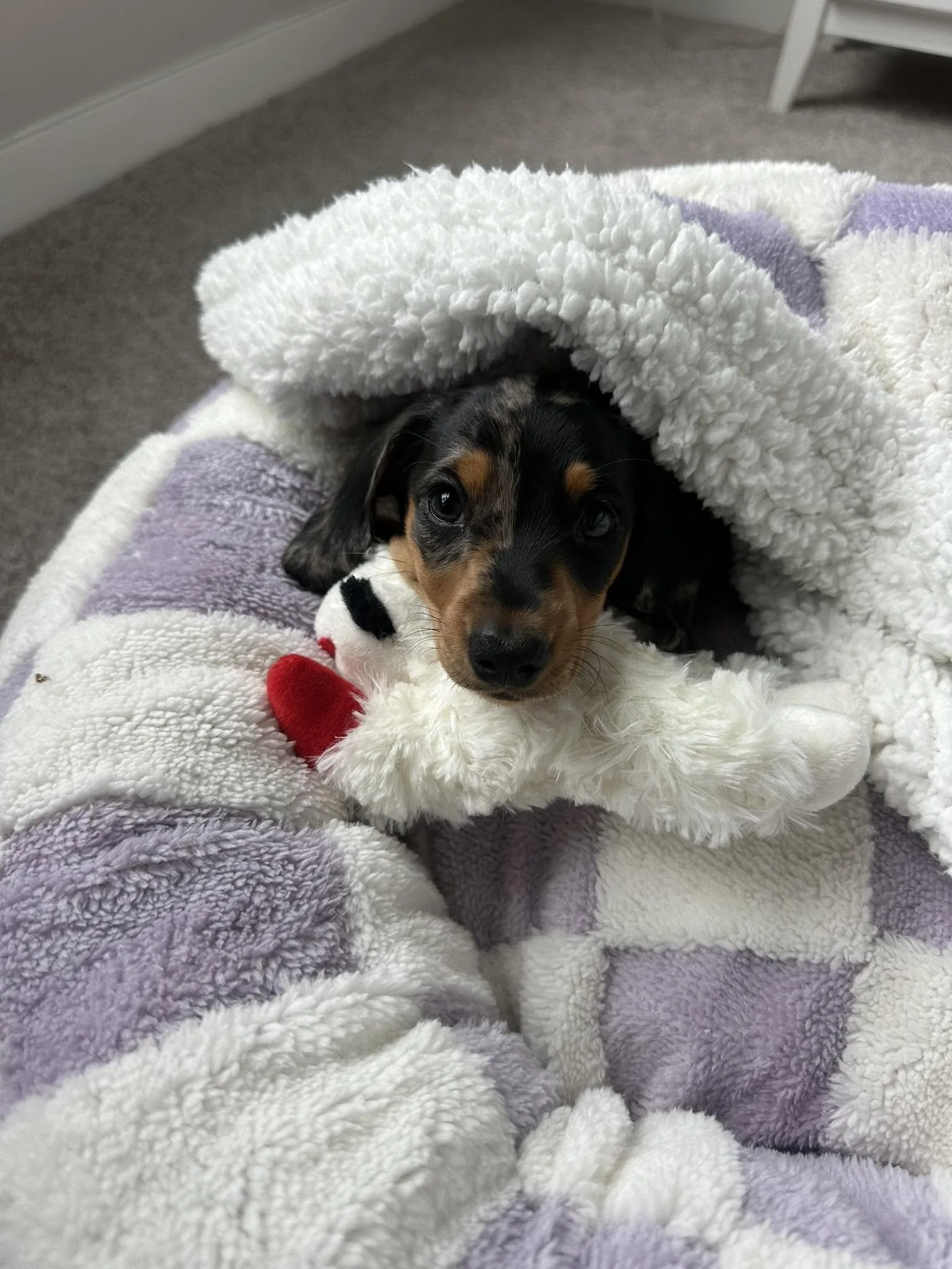 A small black and tan puppy peeks out from under a fluffy white and purple blanket, lying on a light purple towel.