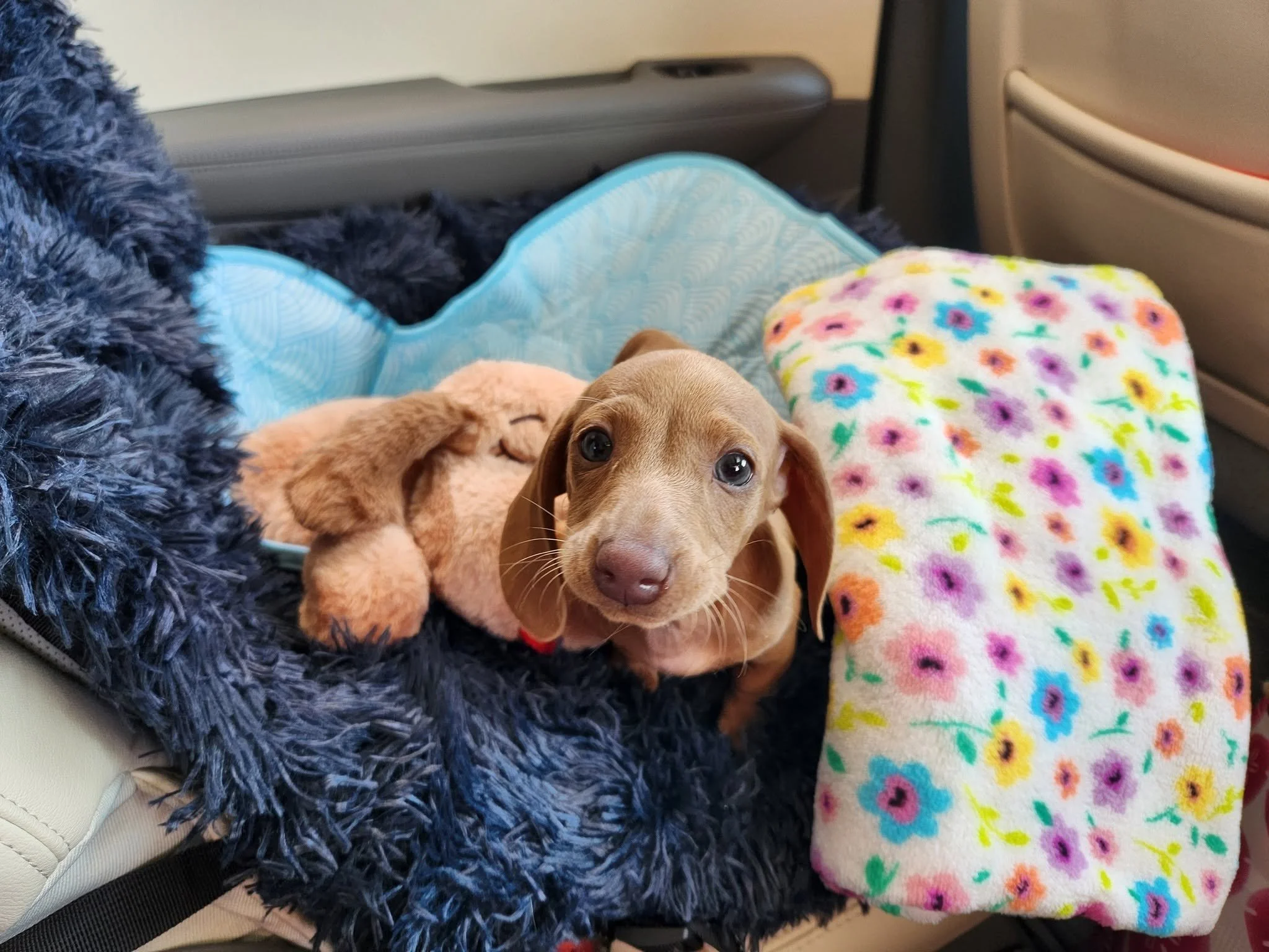 A young brown dog with floppy ears and big eyes lying on an airport seat, surrounded by folded blankets and plush toys.