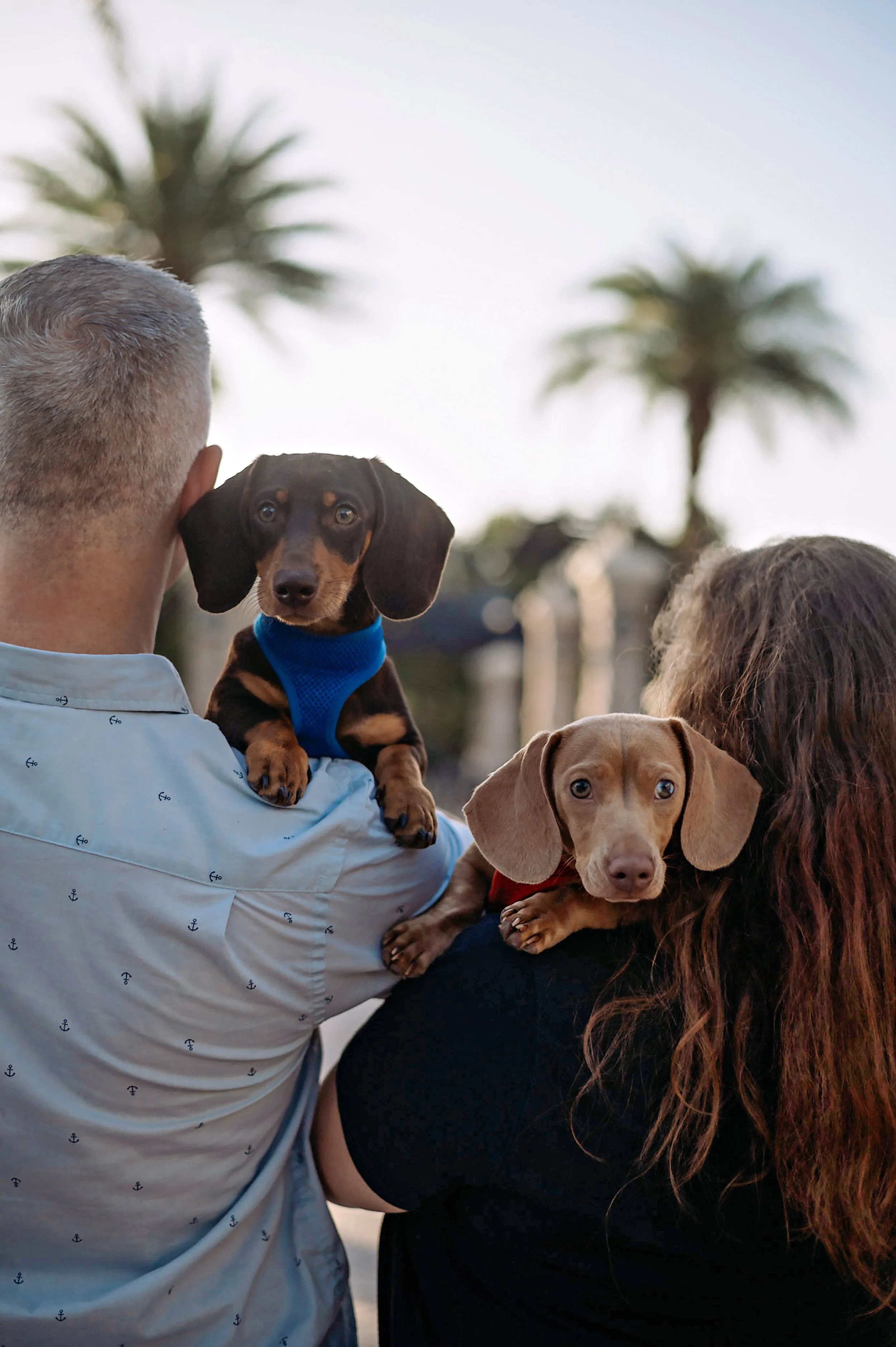 Two people holding dogs outdoors with palm trees in the background.