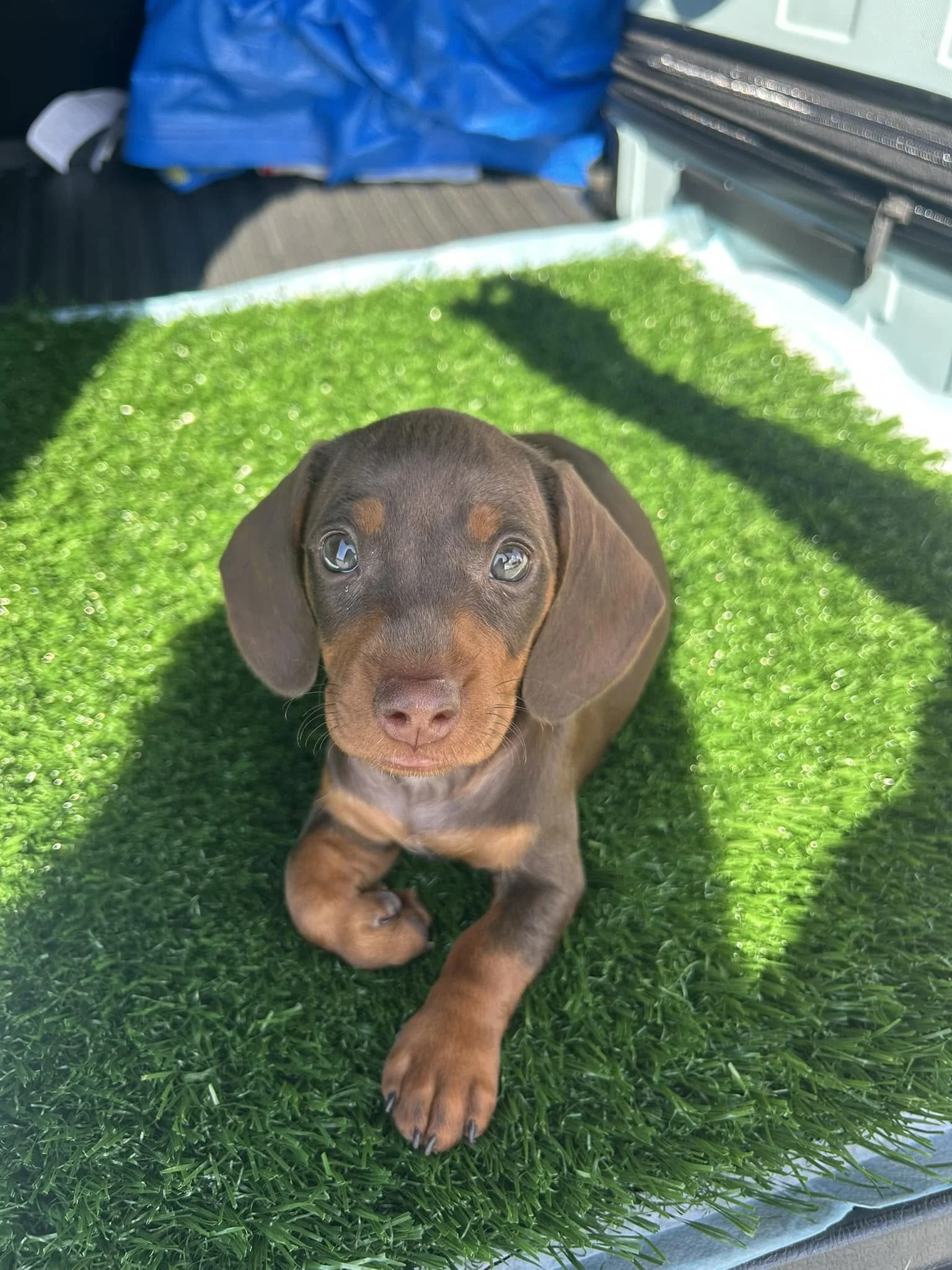 A brown and tan puppy with floppy ears lying on bright green artificial grass, looking up at the camera.