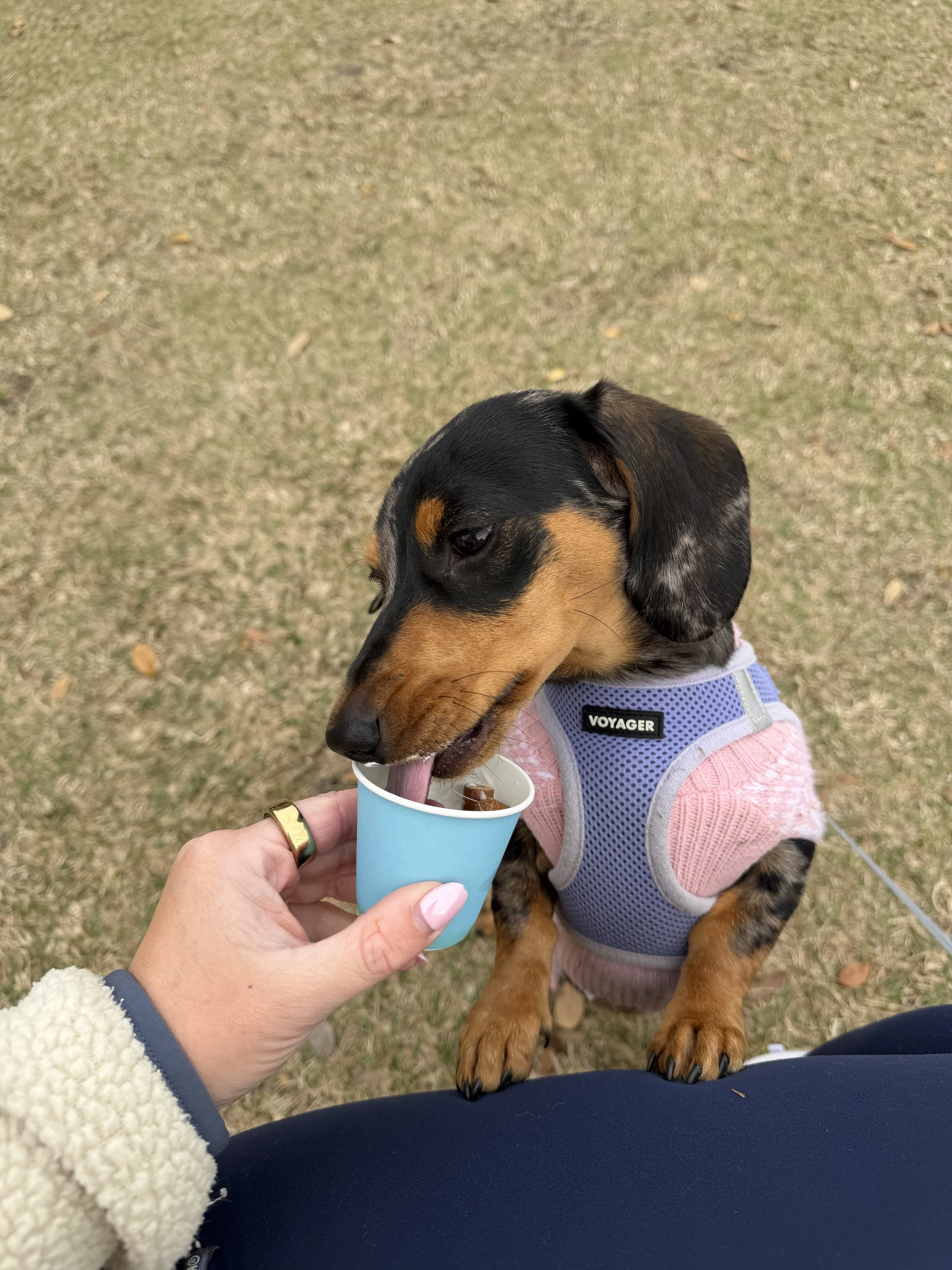 A small dog with black and brown fur wearing a pink and gray harness labeled 'VOYAGER' is being fed from a blue cup by a person with light pink nail polish and a gold ring on their finger. The scene takes place outdoors on a grassy area.