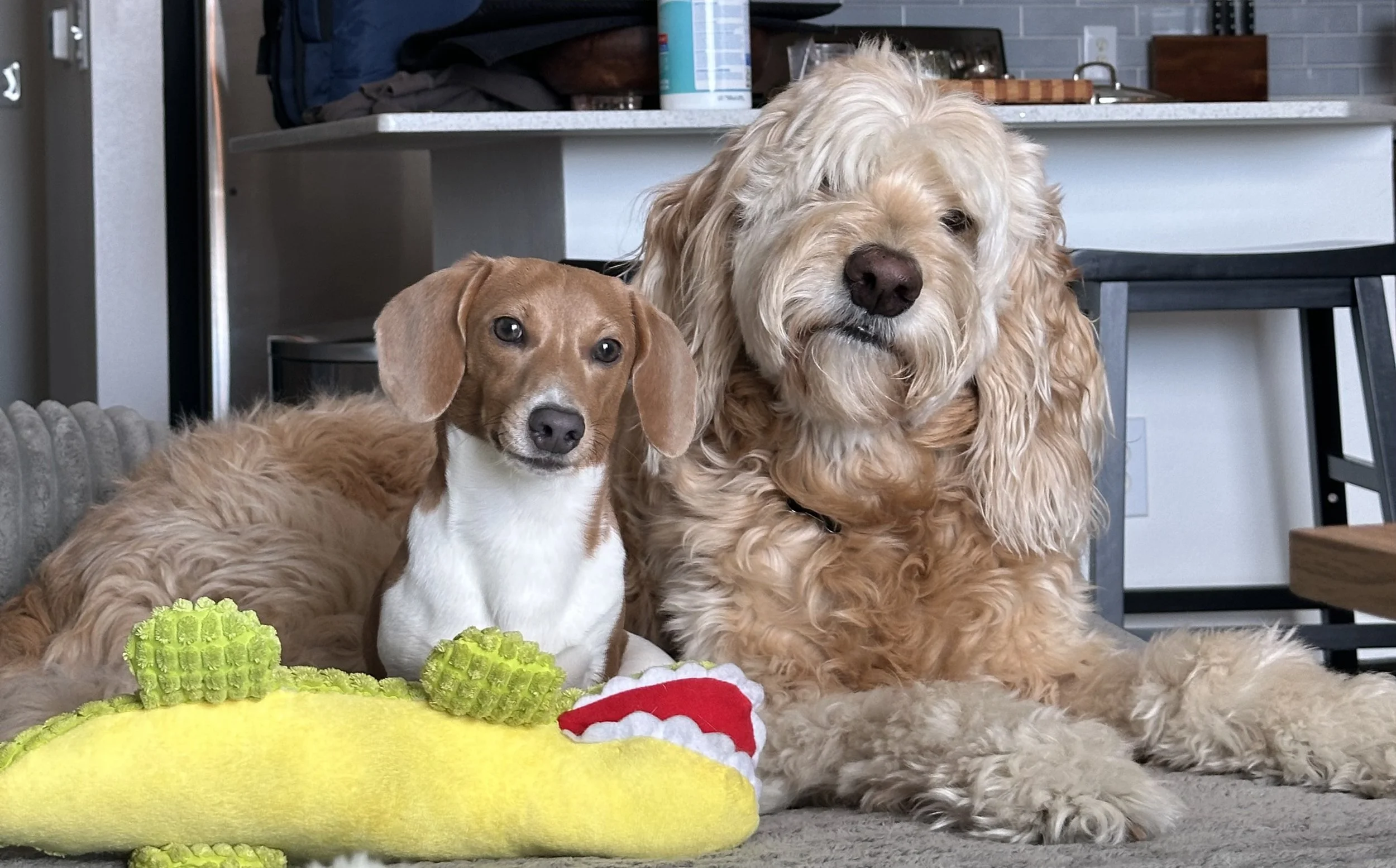 Two dogs sitting on a beige rug in a room. The smaller dog has a brown and white coat, with long ears and dark eyes. The larger dog has a light curly coat, possibly a poodle or similar breed, with a dark nose and partially closed eyes. In front of them are plush green toys resembling ginger roots. The background features a kitchen with a gray countertop and various items, including a tissue canister, a picture frame, and kitchen utensils.