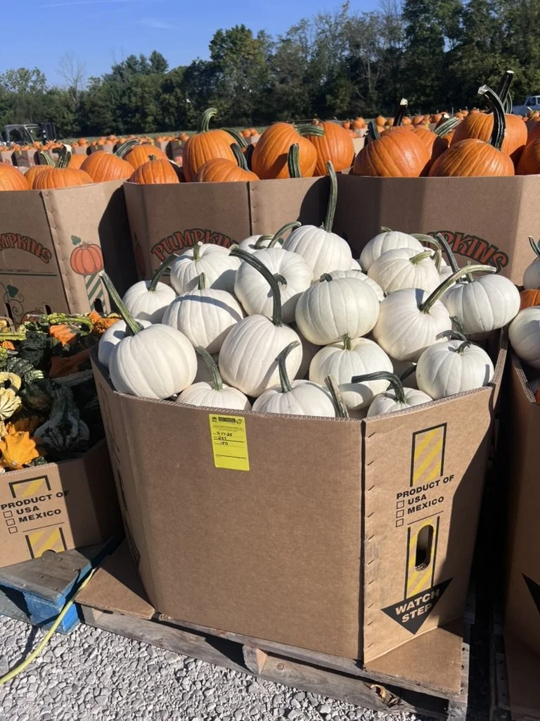 pumpkin auction 2.jpeg