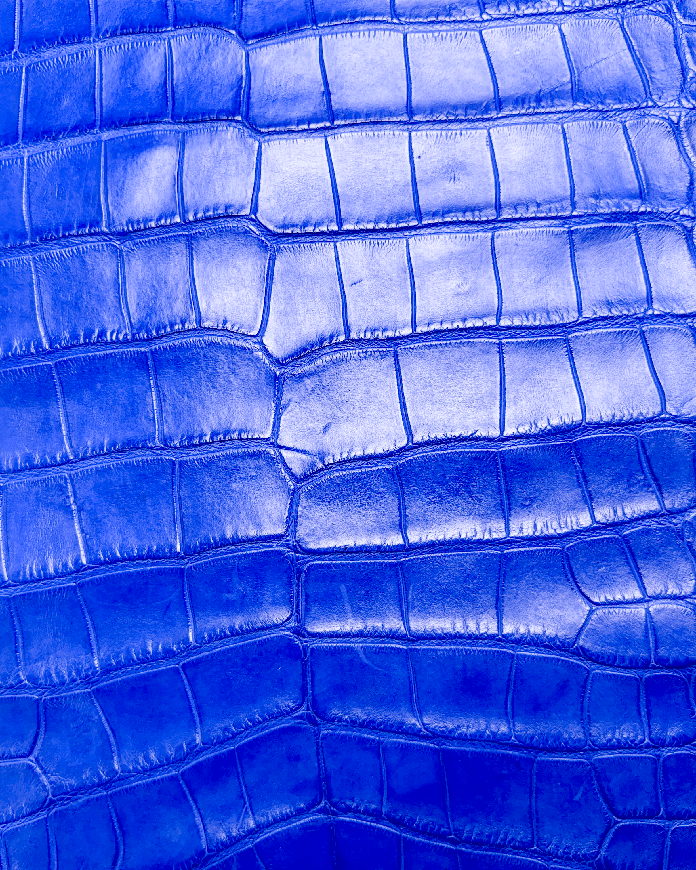Royal Blue | Alligator Skin