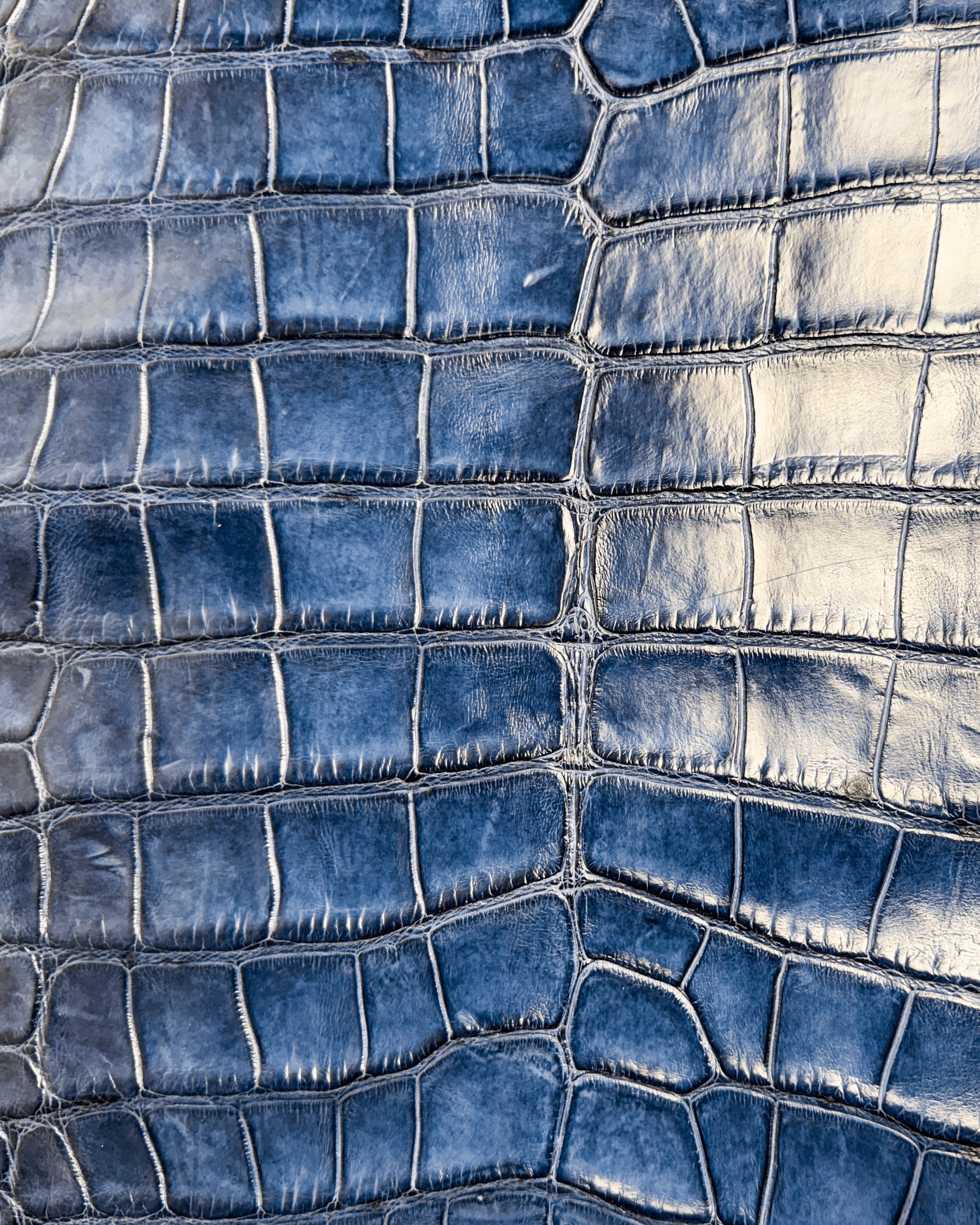 Deep Blue | Alligator Skin