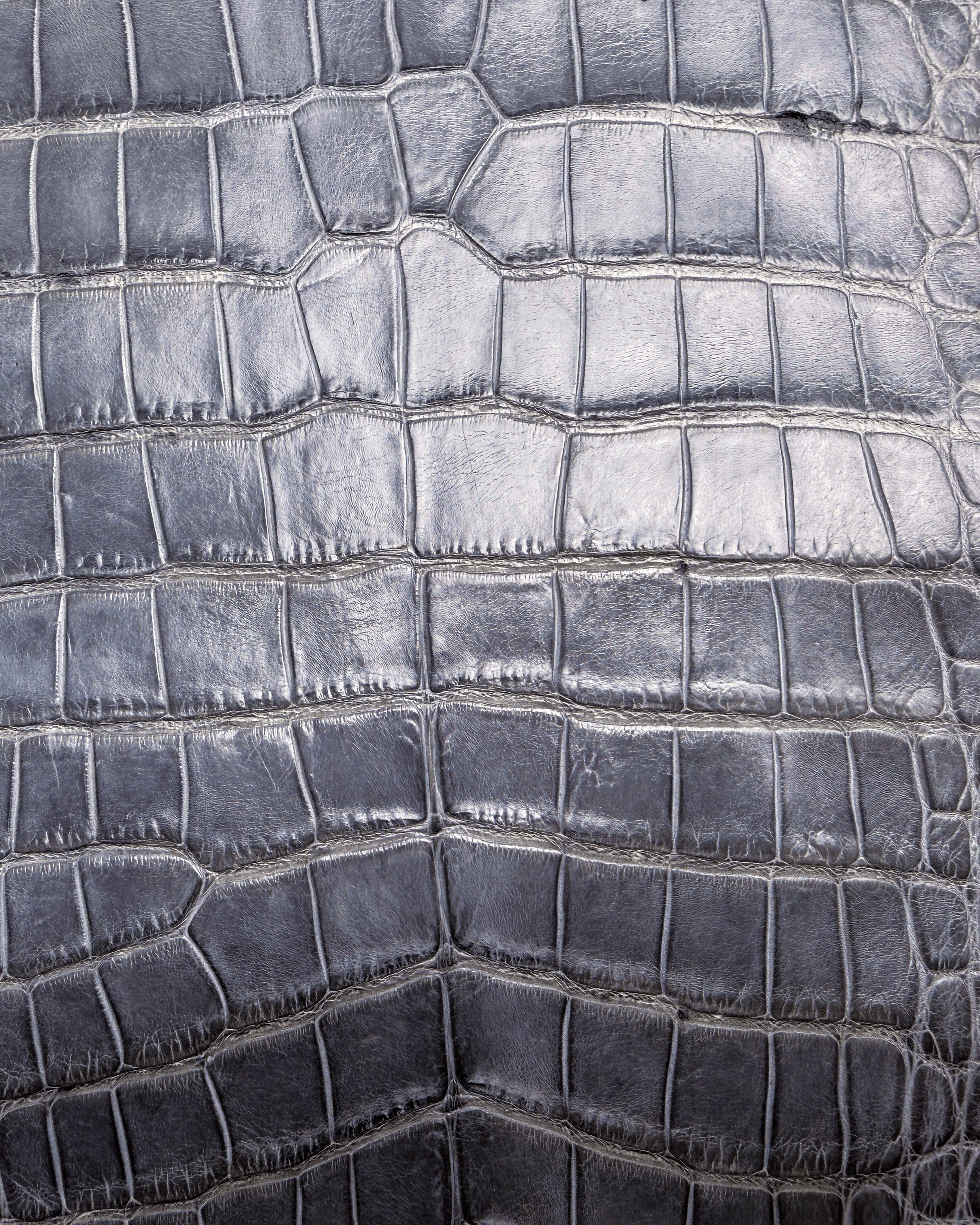 Gray | Alligator Skin