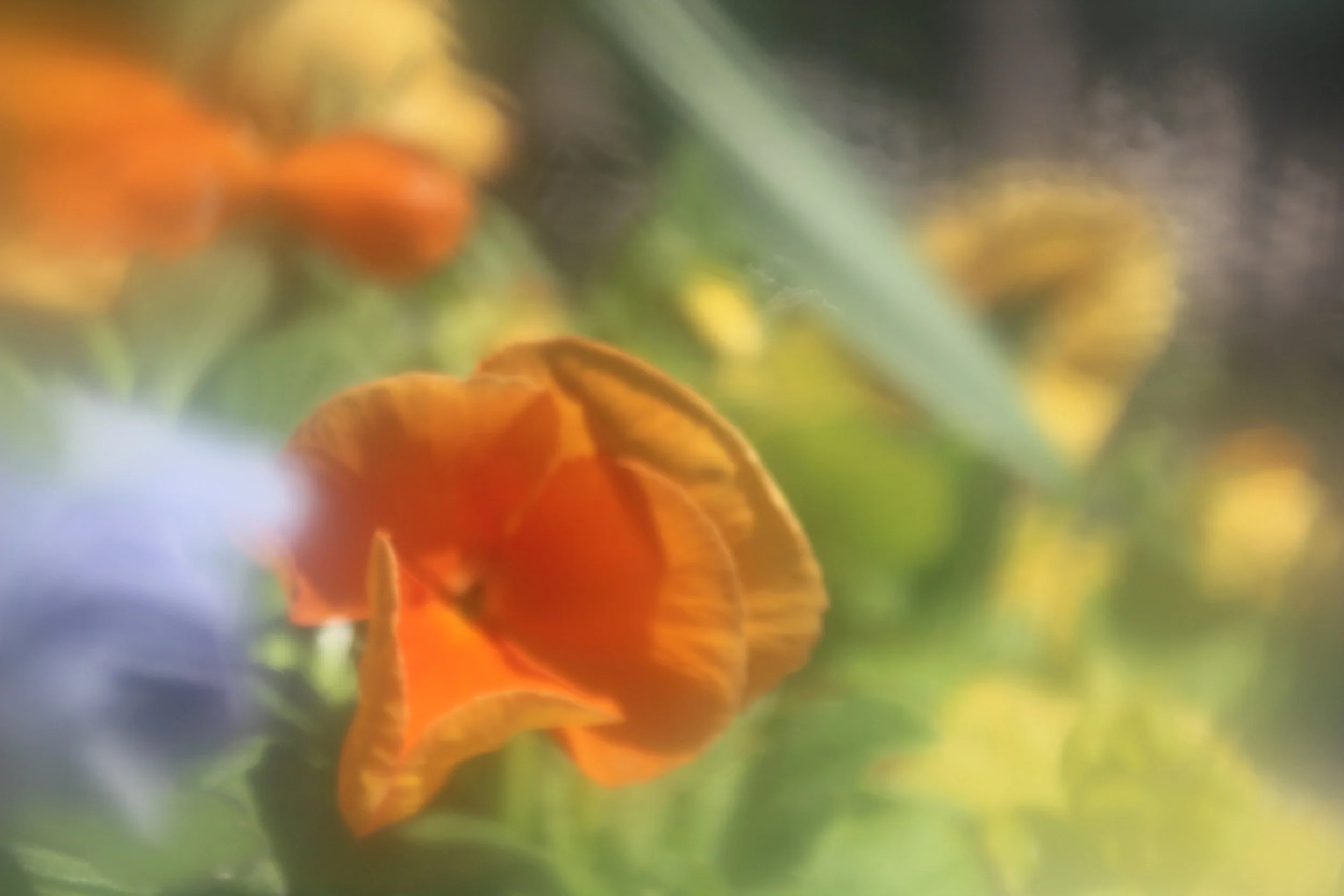 Blurred orange flower with green and yellow background.